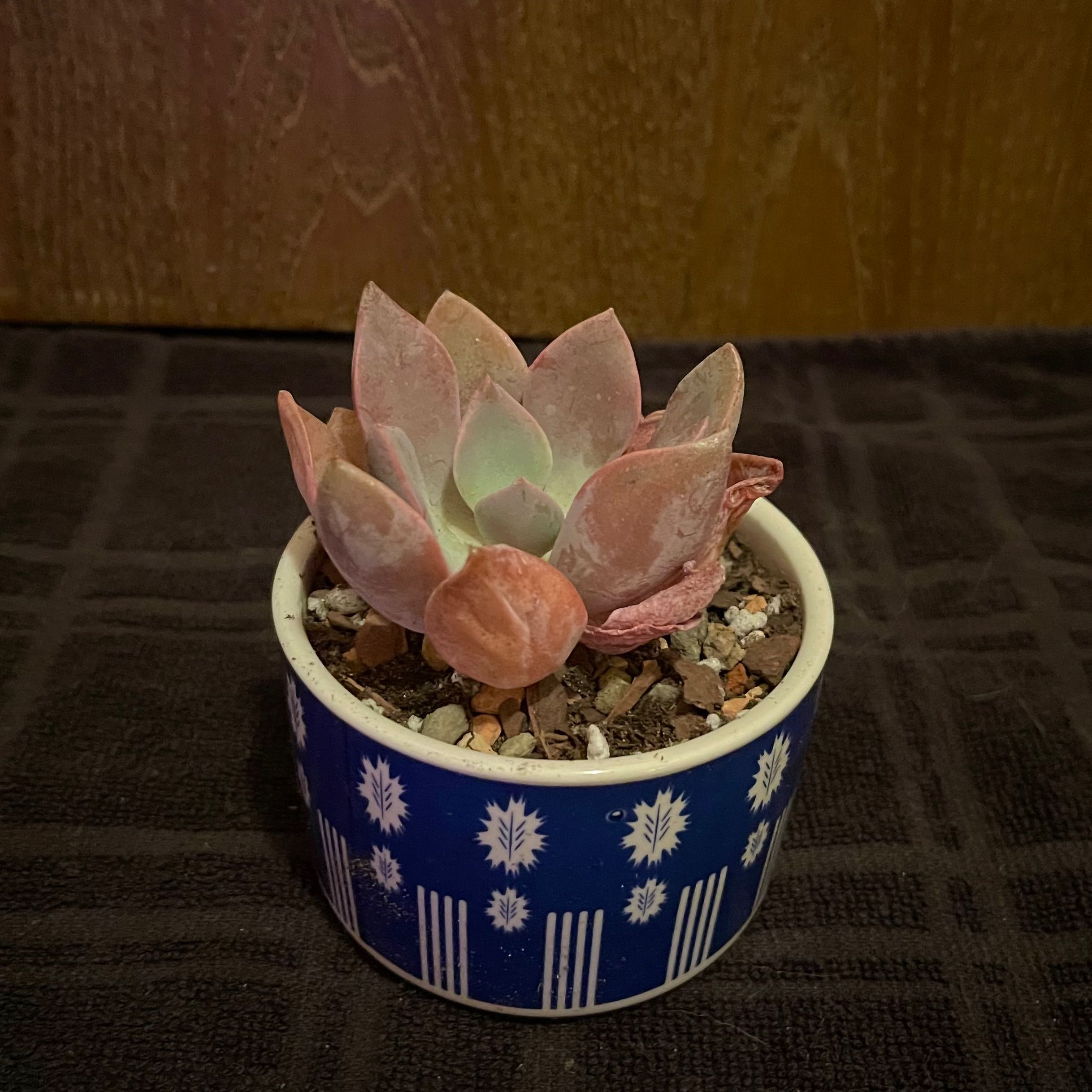 San Gabriel River Dudleya succulent in a small pot with decorative stones.