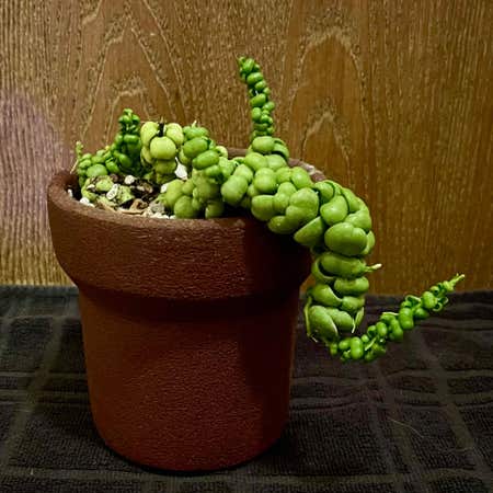 Photo of the plant species Dragon Jade Dischidia by @riverzend named shida on Greg, the plant care app