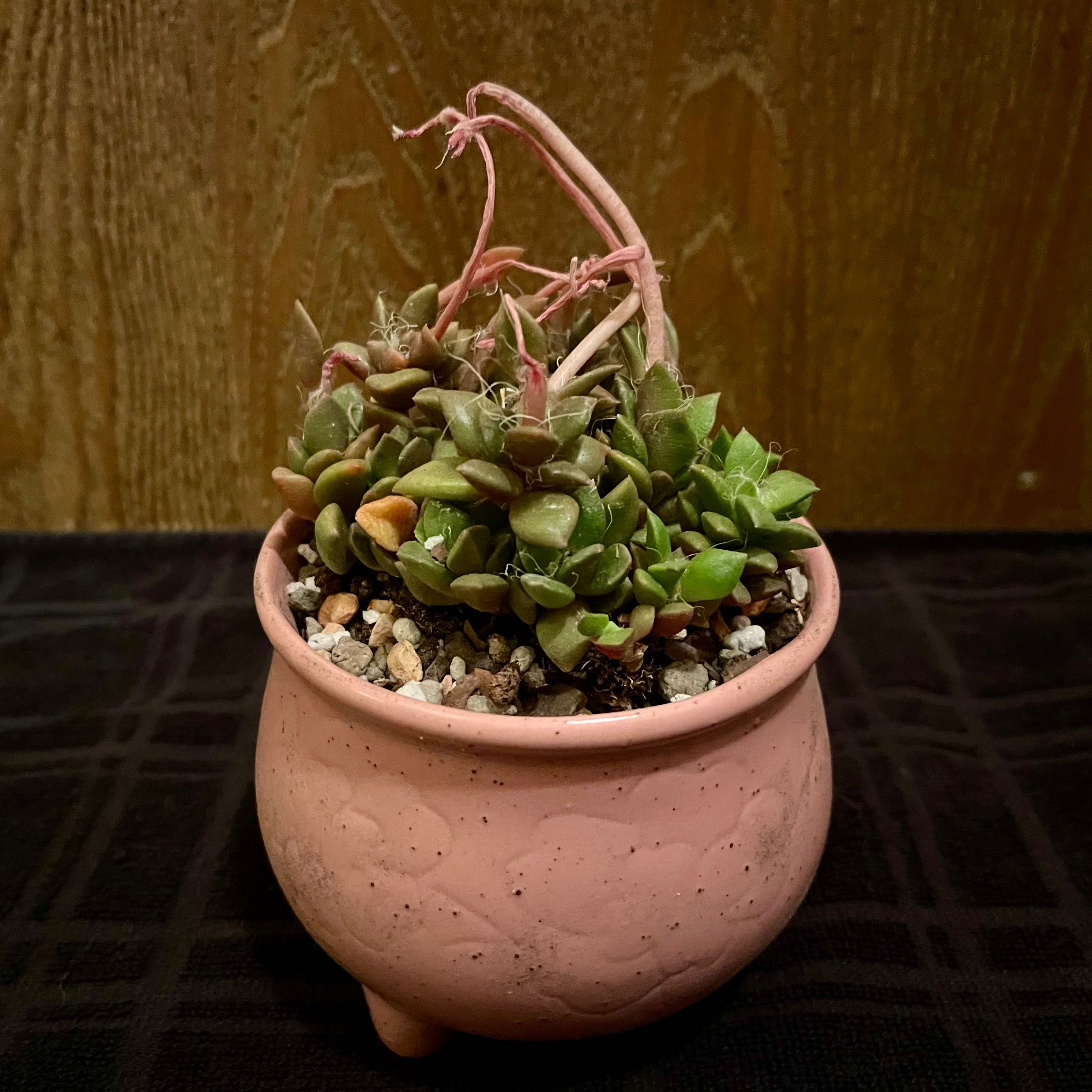 Photo of the plant species Anacampseros telephiastrum 'Burgundy' by @riverzend named vinrauða on Greg, the plant care app