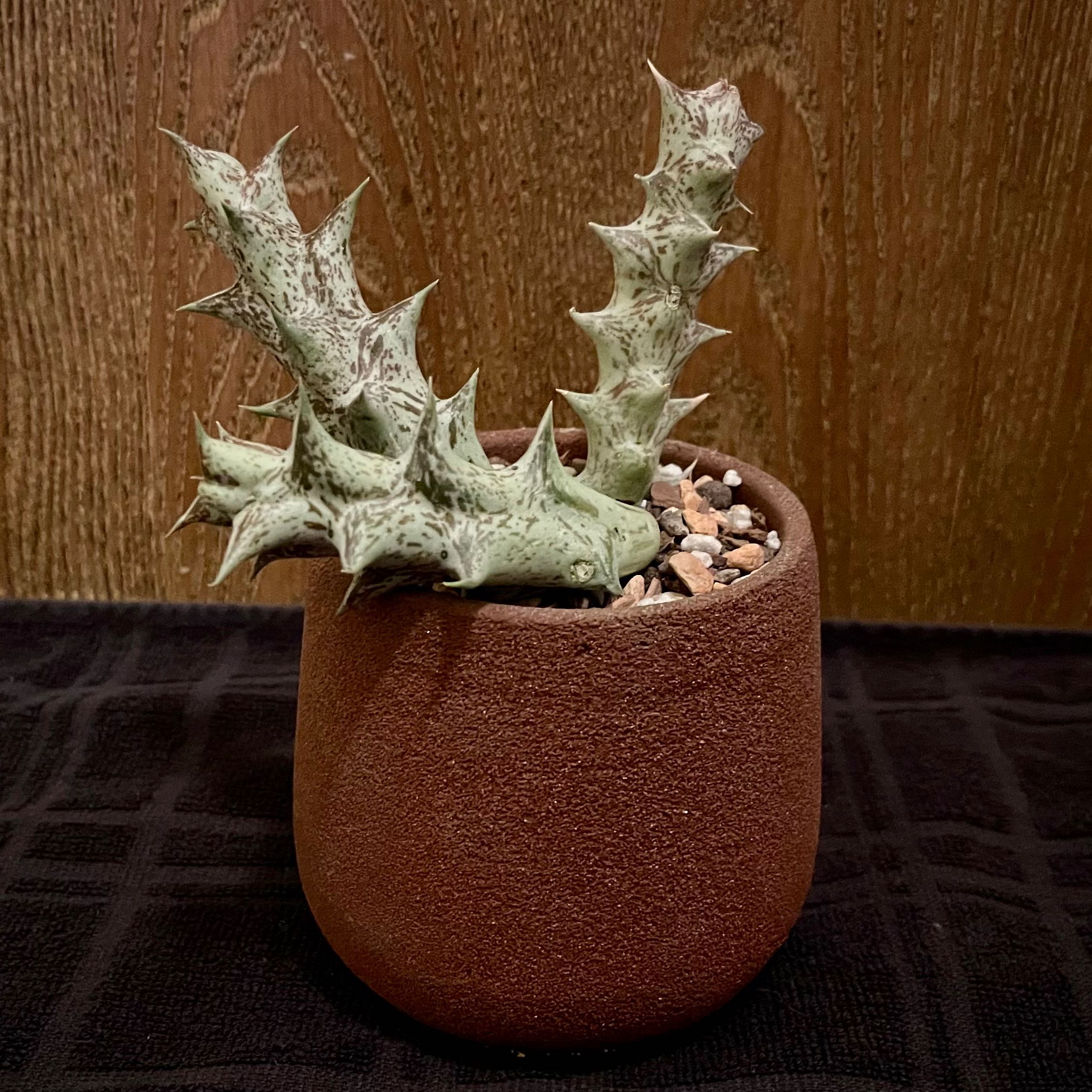 Photo of the plant species shrimp clamp by @riverzend named rækju on Greg, the plant care app