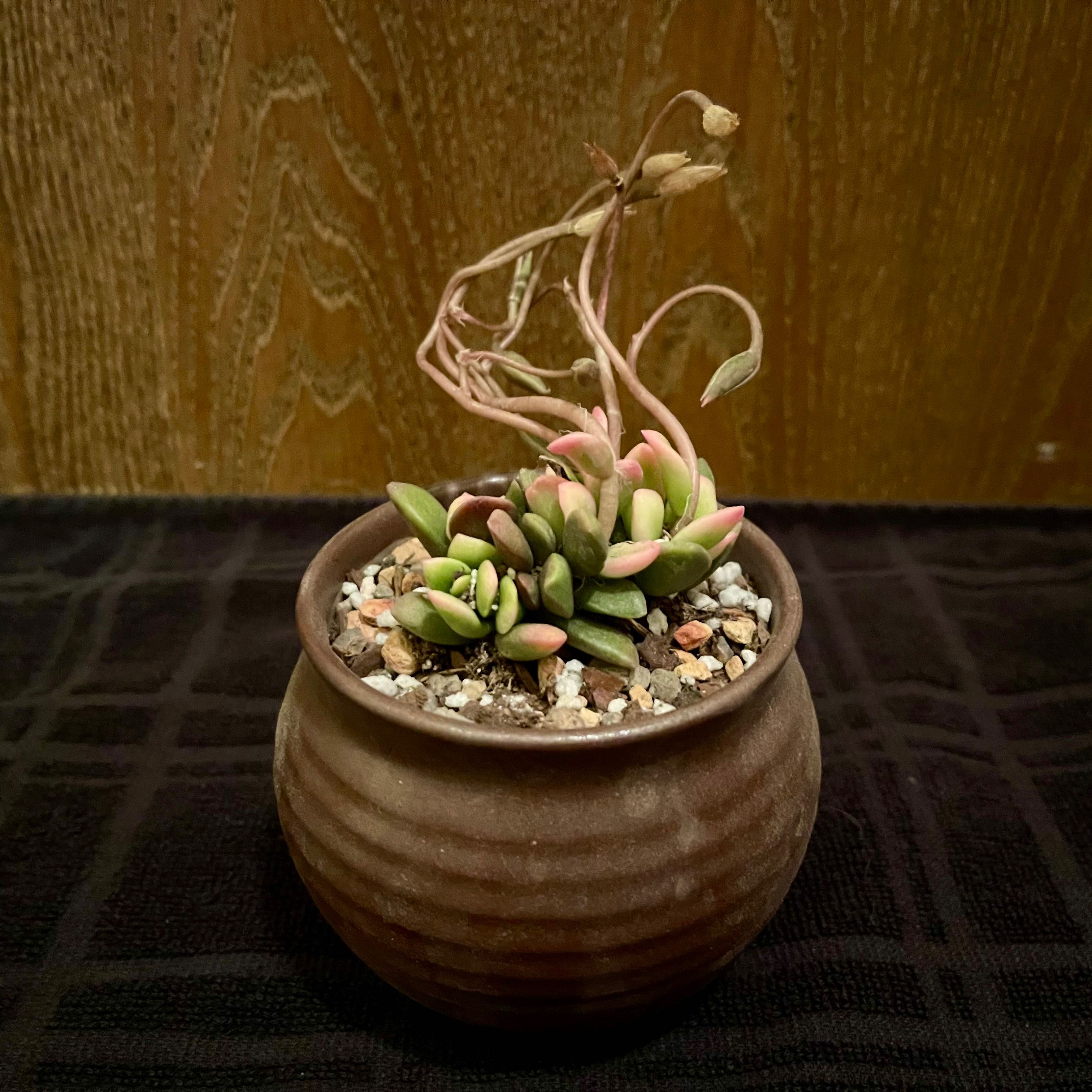 Potted Anacampseros 'Sunrise' plant with some healthy leaves and dried stems.