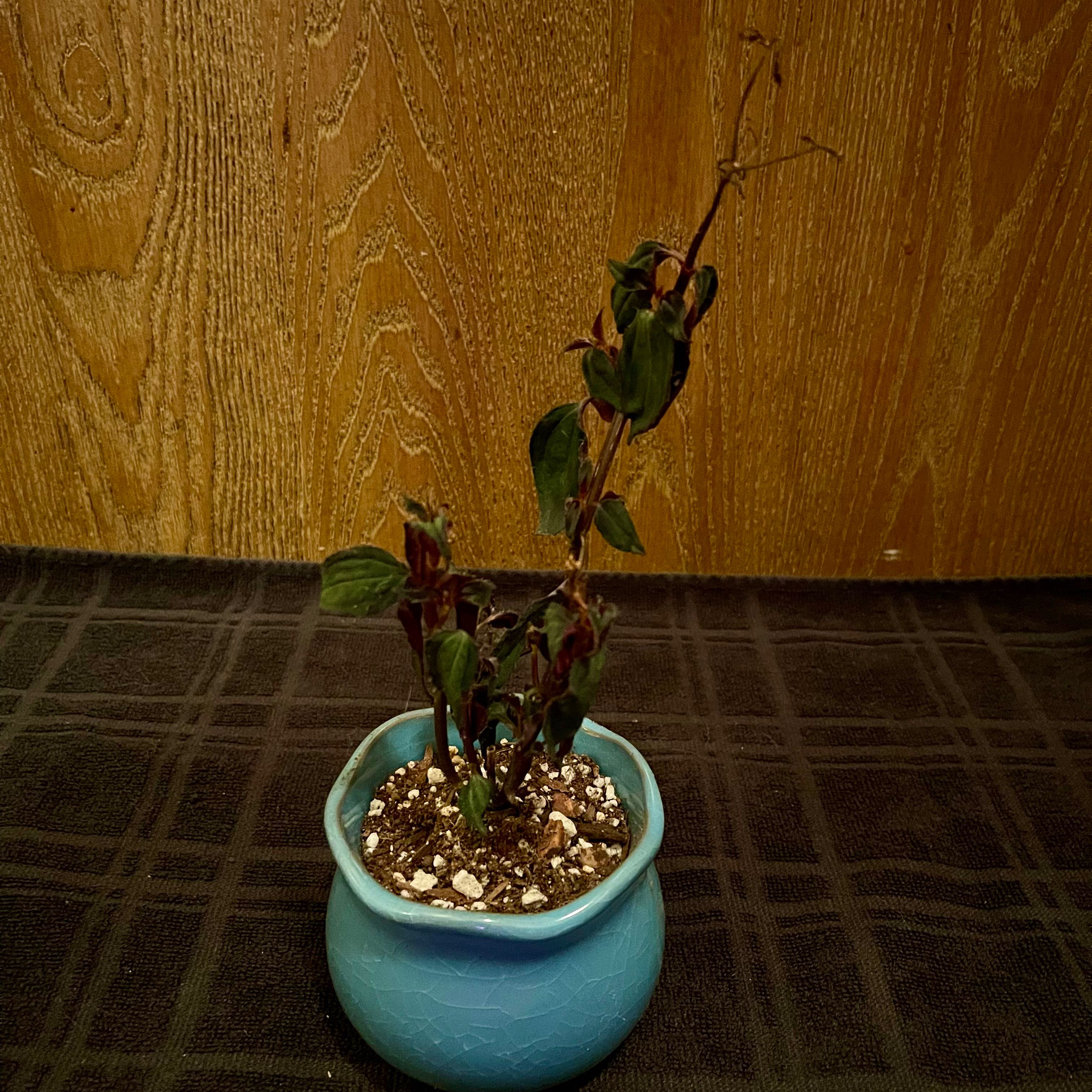 Photo of the plant species Arthrostemma parvifolium by @riverzend named arthur on Greg, the plant care app