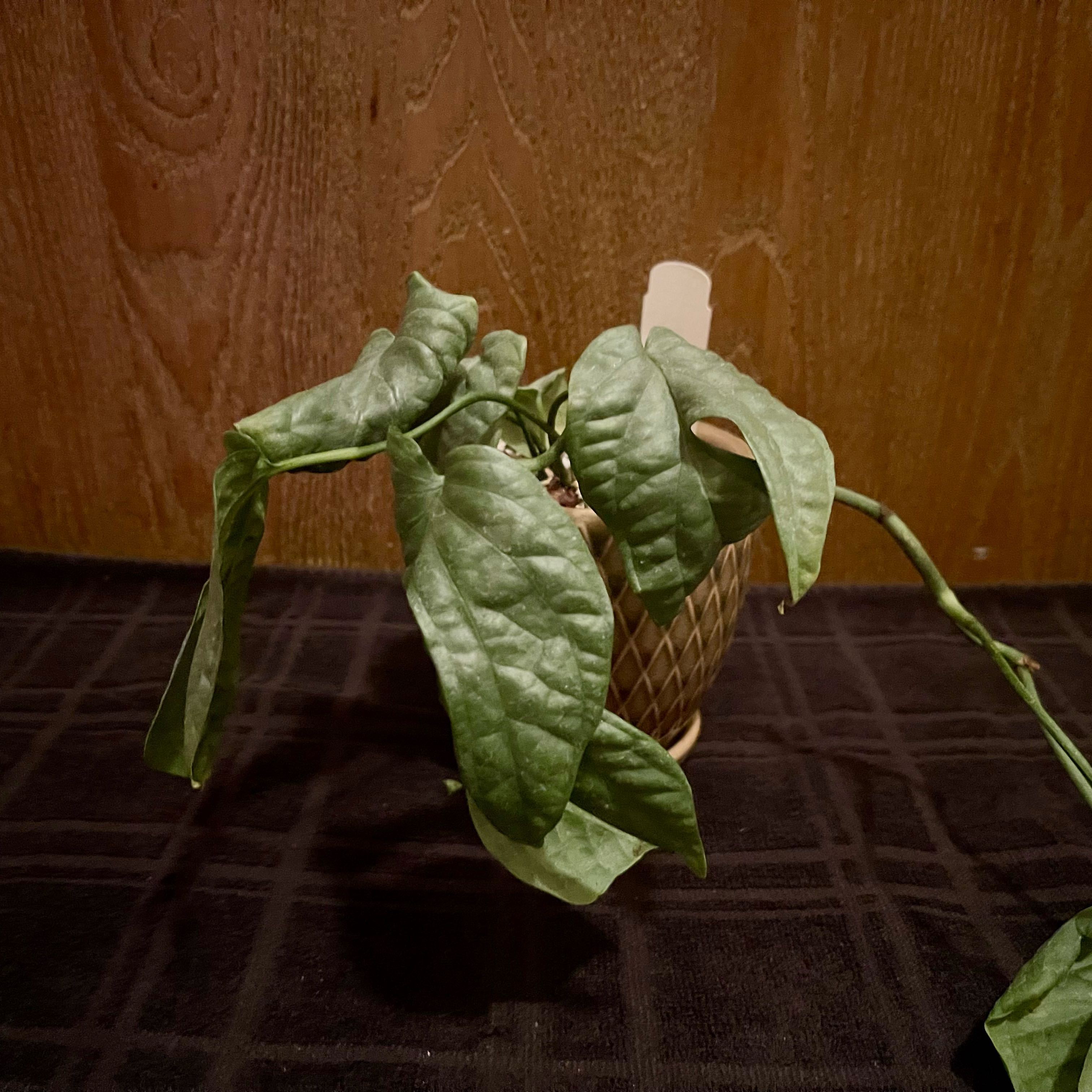Potted Amydrium 'Spider Man' plant with elongated, wrinkled leaves indoors.
