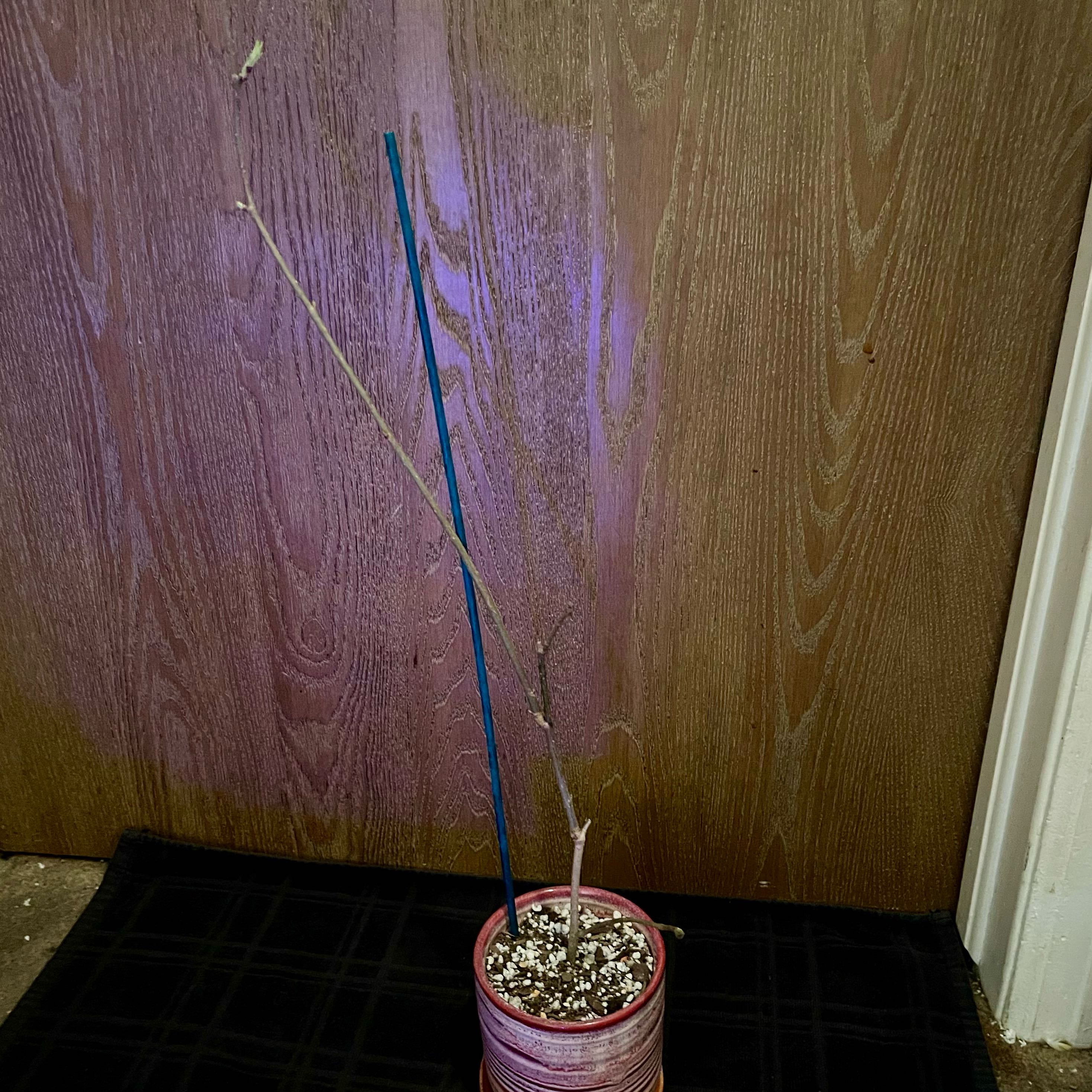 Photo of the plant species bai le by @riverzend named síberíu on Greg, the plant care app