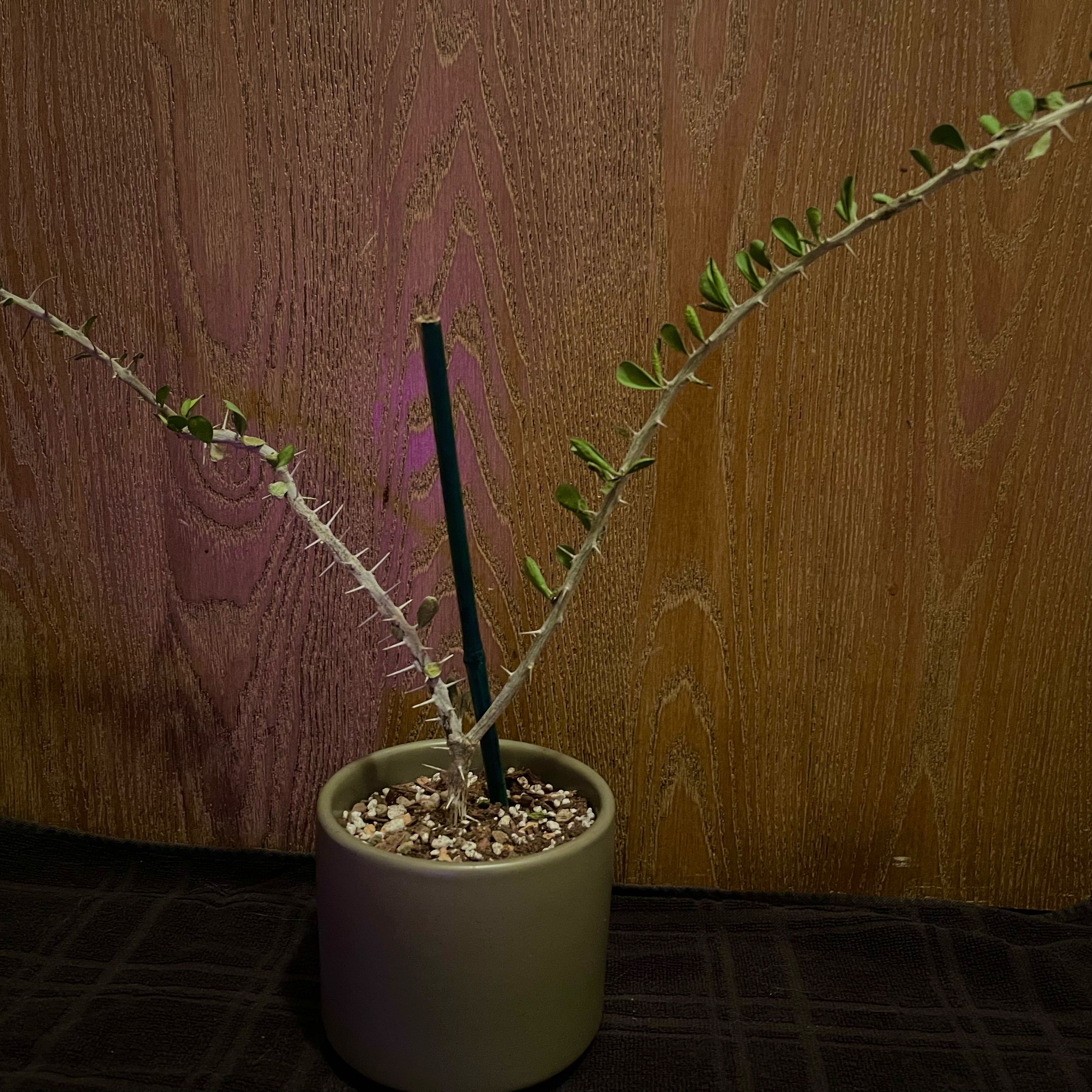 Photo of the plant species Hairy Alluaudia by @riverzend named dee on Greg, the plant care app