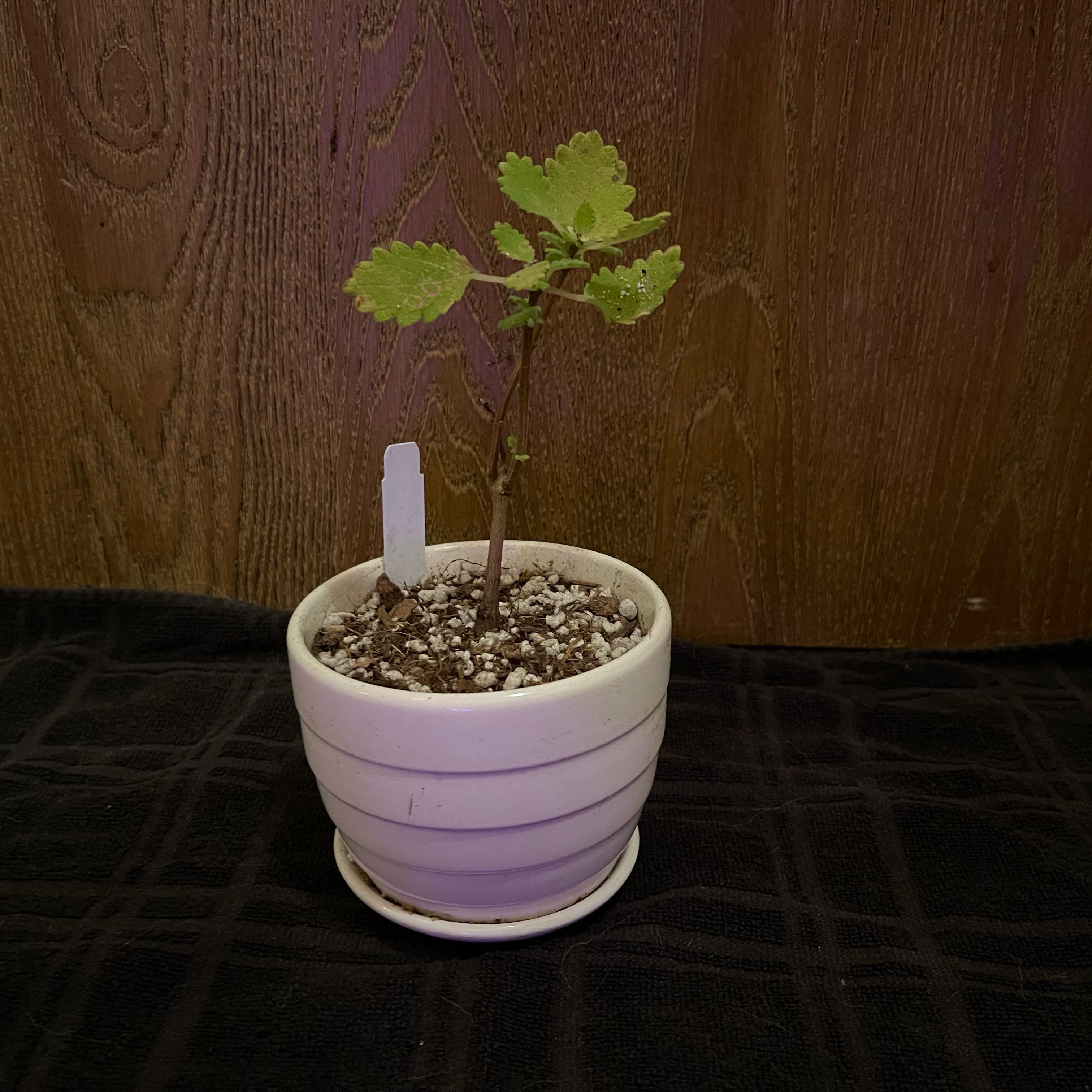 Small Plectranthus Neochilus plant in a white pot with visible soil against a wooden background.