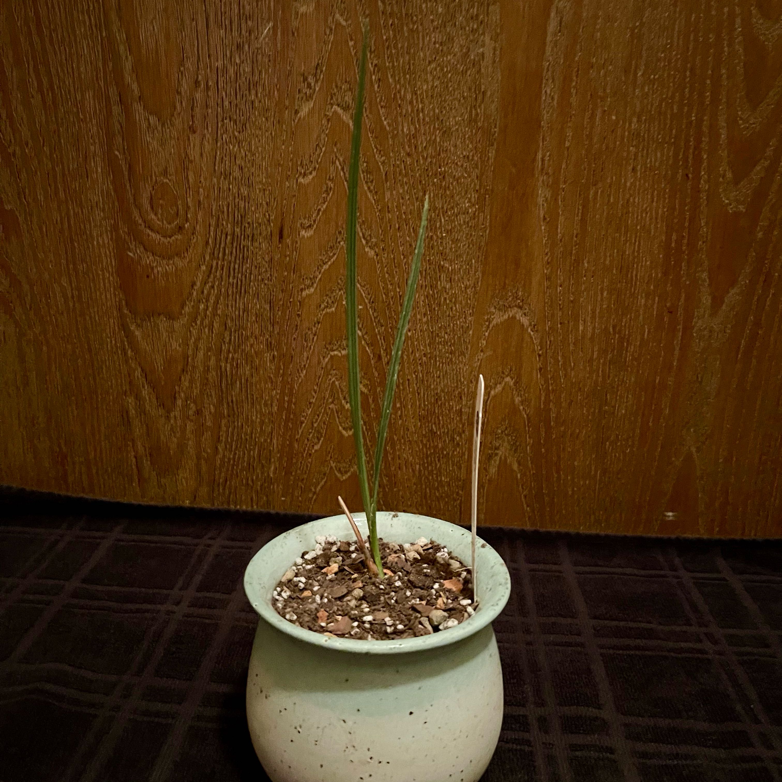 Photo of the plant species Mazari Palm by @riverzend named ritchie on Greg, the plant care app