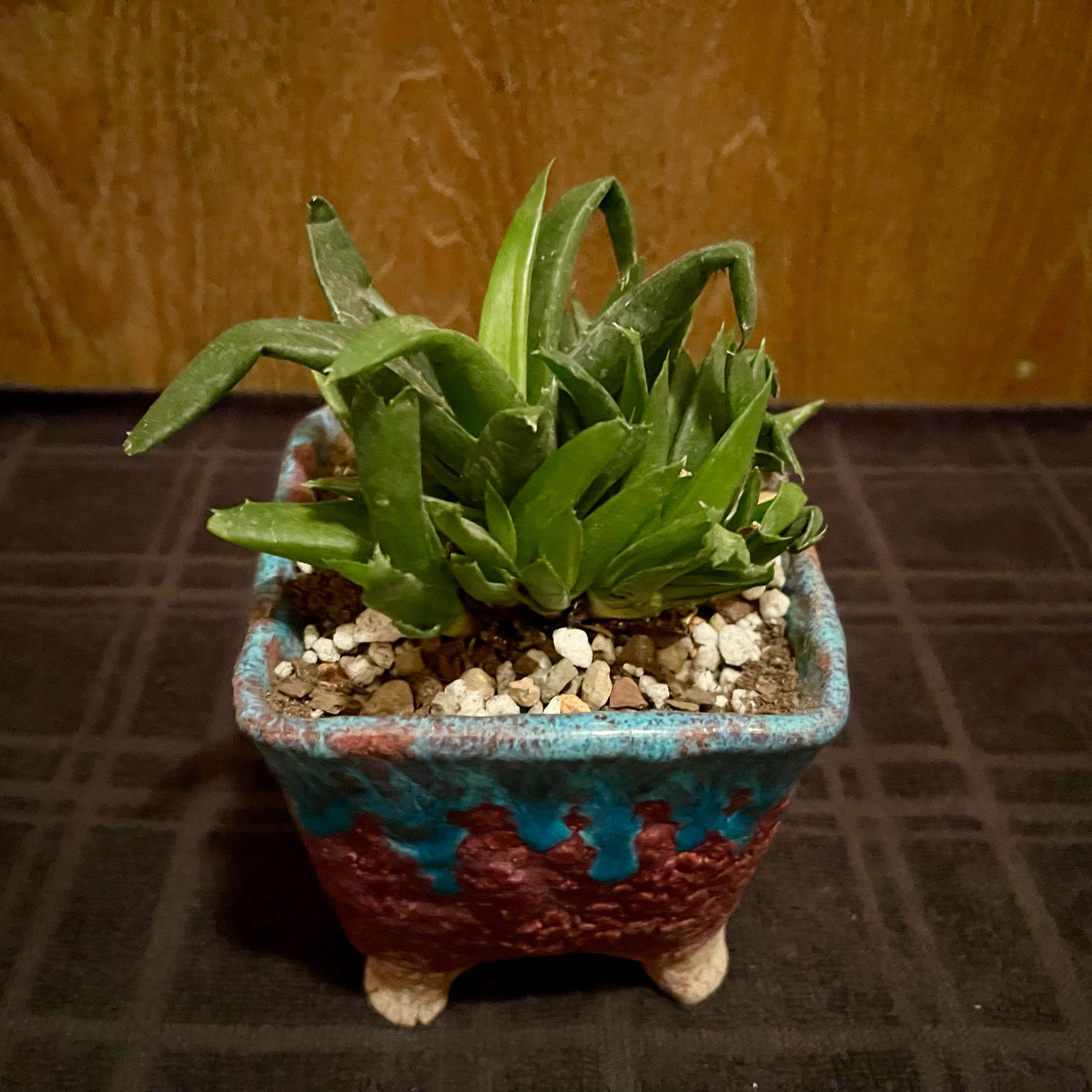 Photo of the plant species Aloe 'Walmsley's Bronze' by @riverzend named brons on Greg, the plant care app