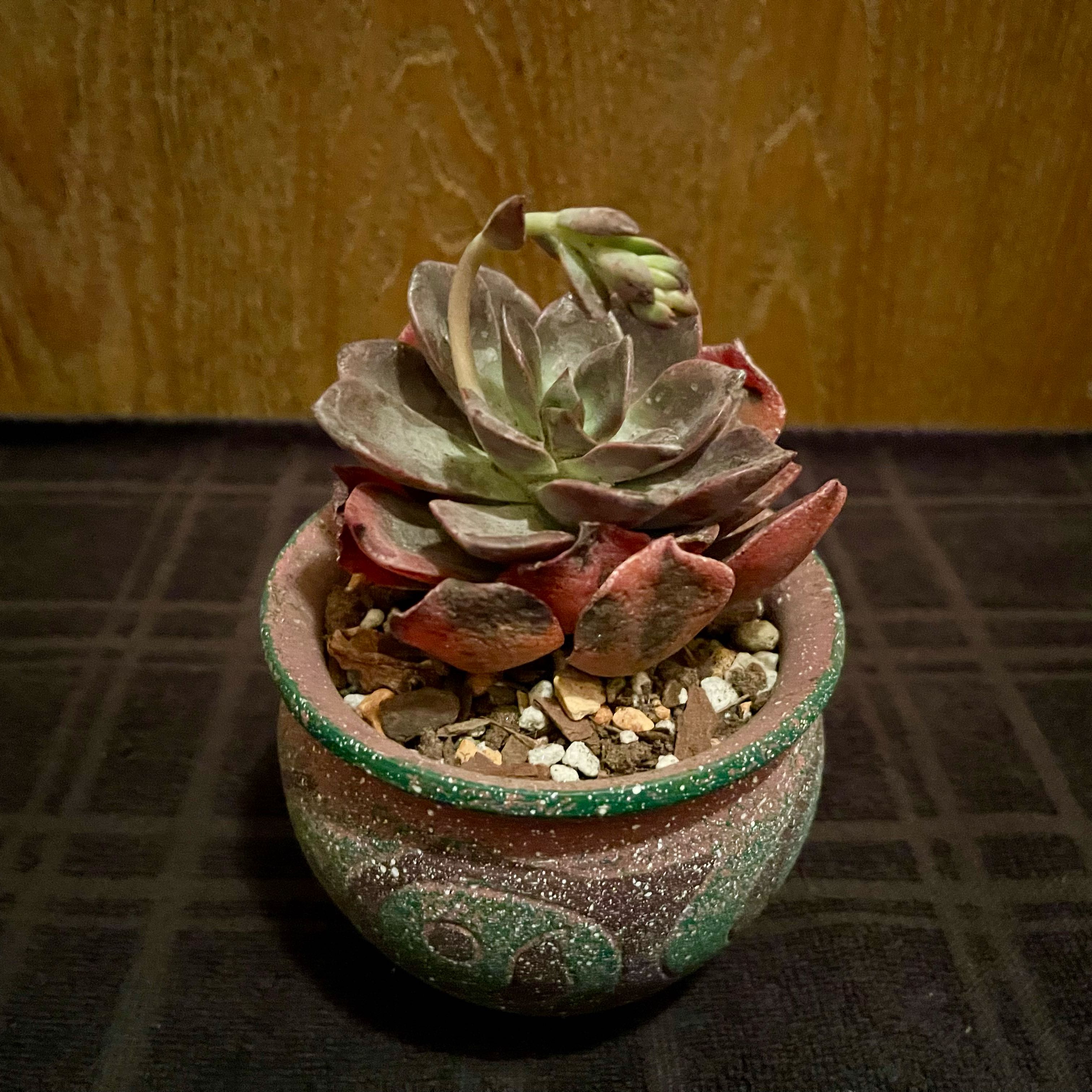 Photo of the plant species Hanaikada Echeveria by @riverzend named kiana on Greg, the plant care app