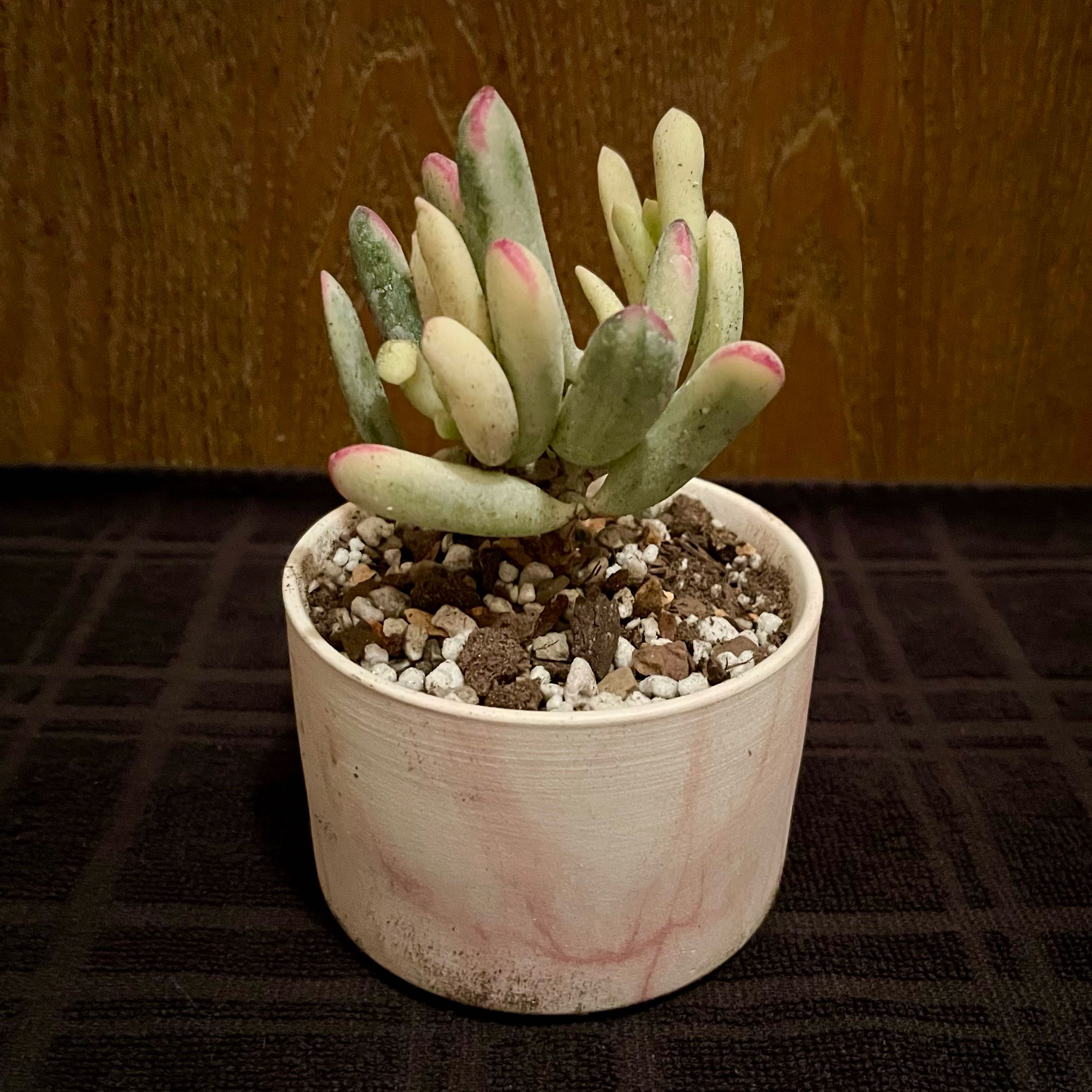 Photo of the plant species Unicorn plant by @riverzend named einhyrningur on Greg, the plant care app