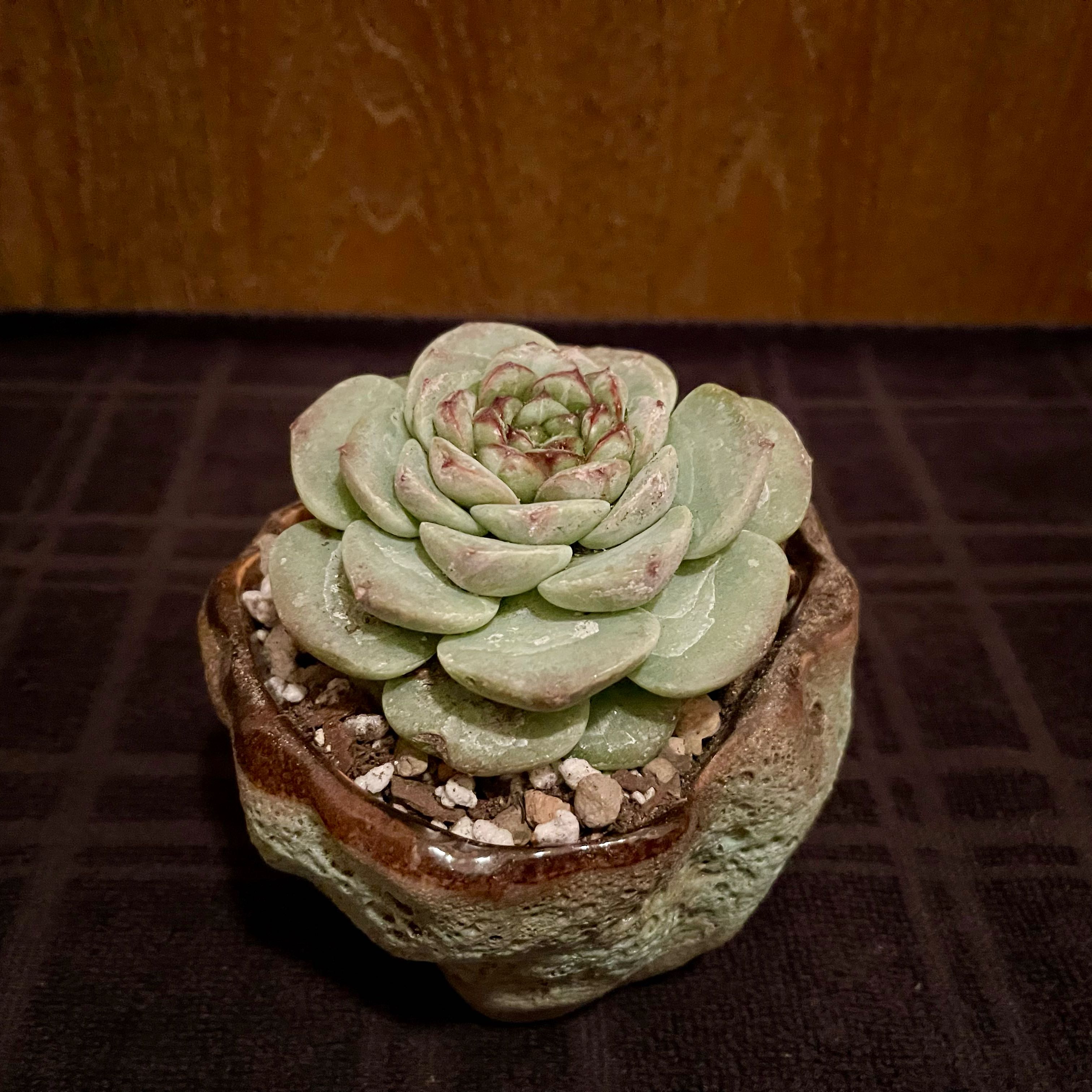 Photo of the plant species echeria red velvet sugar heart by @riverzend named rautt flauel on Greg, the plant care app