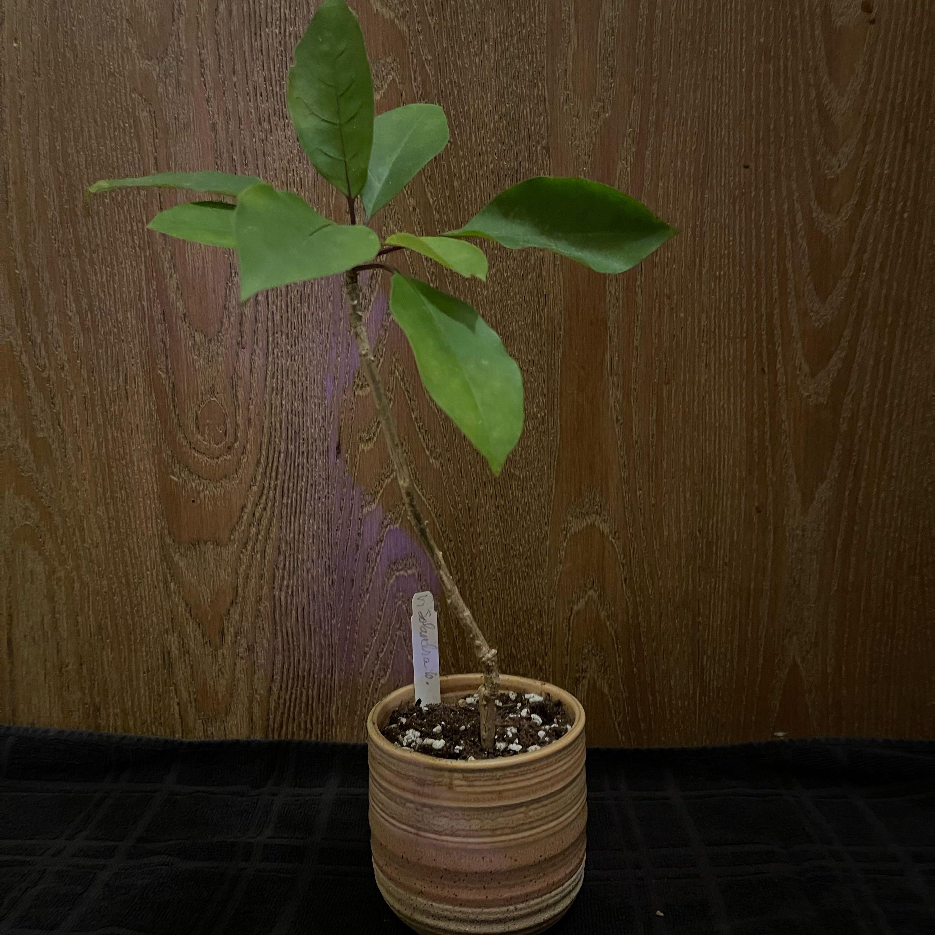 Photo of the plant species Chalice Cup Vine by @riverzend named napig on Greg, the plant care app