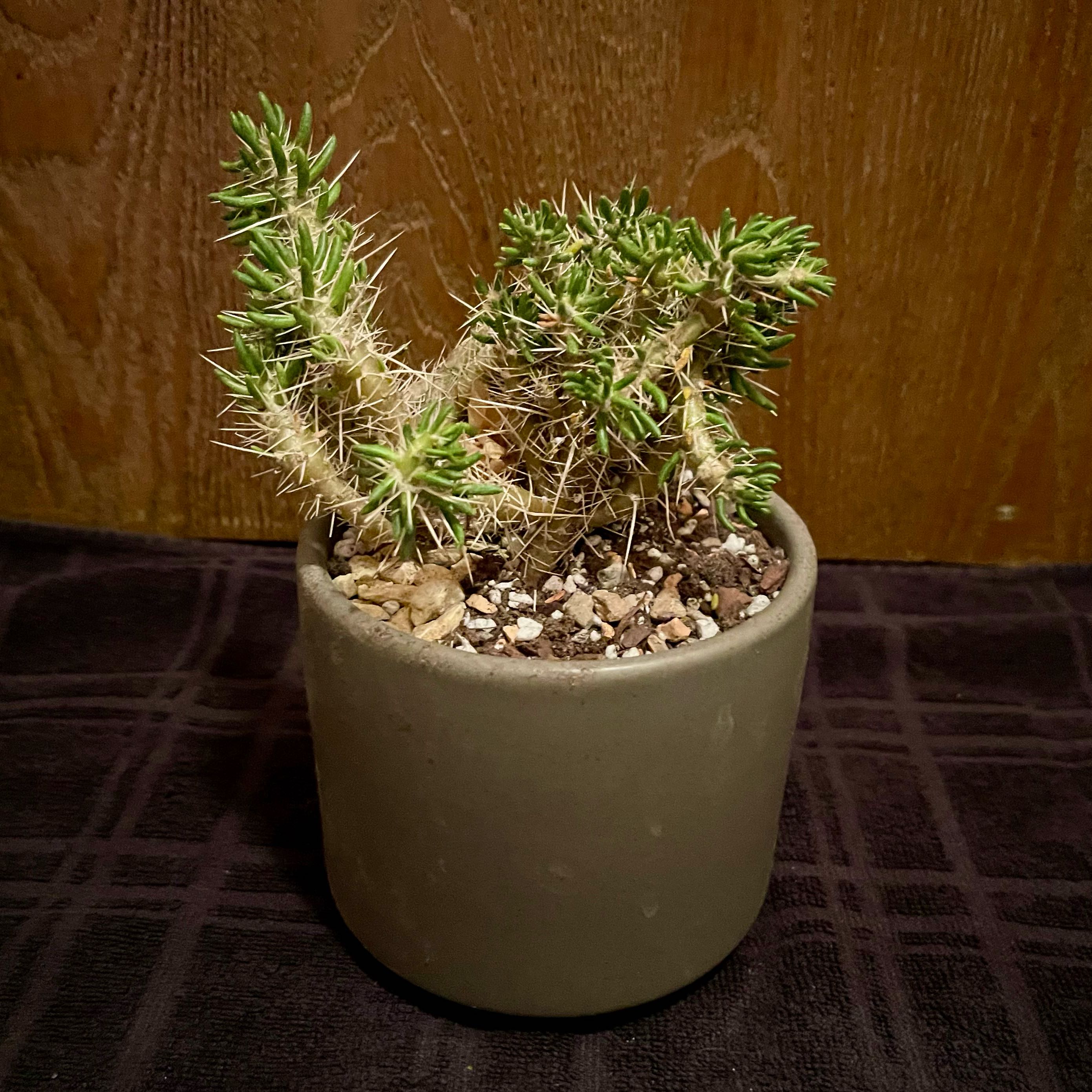 Photo of the plant species Maihuenia Poeppigii by @riverzend named poppy on Greg, the plant care app