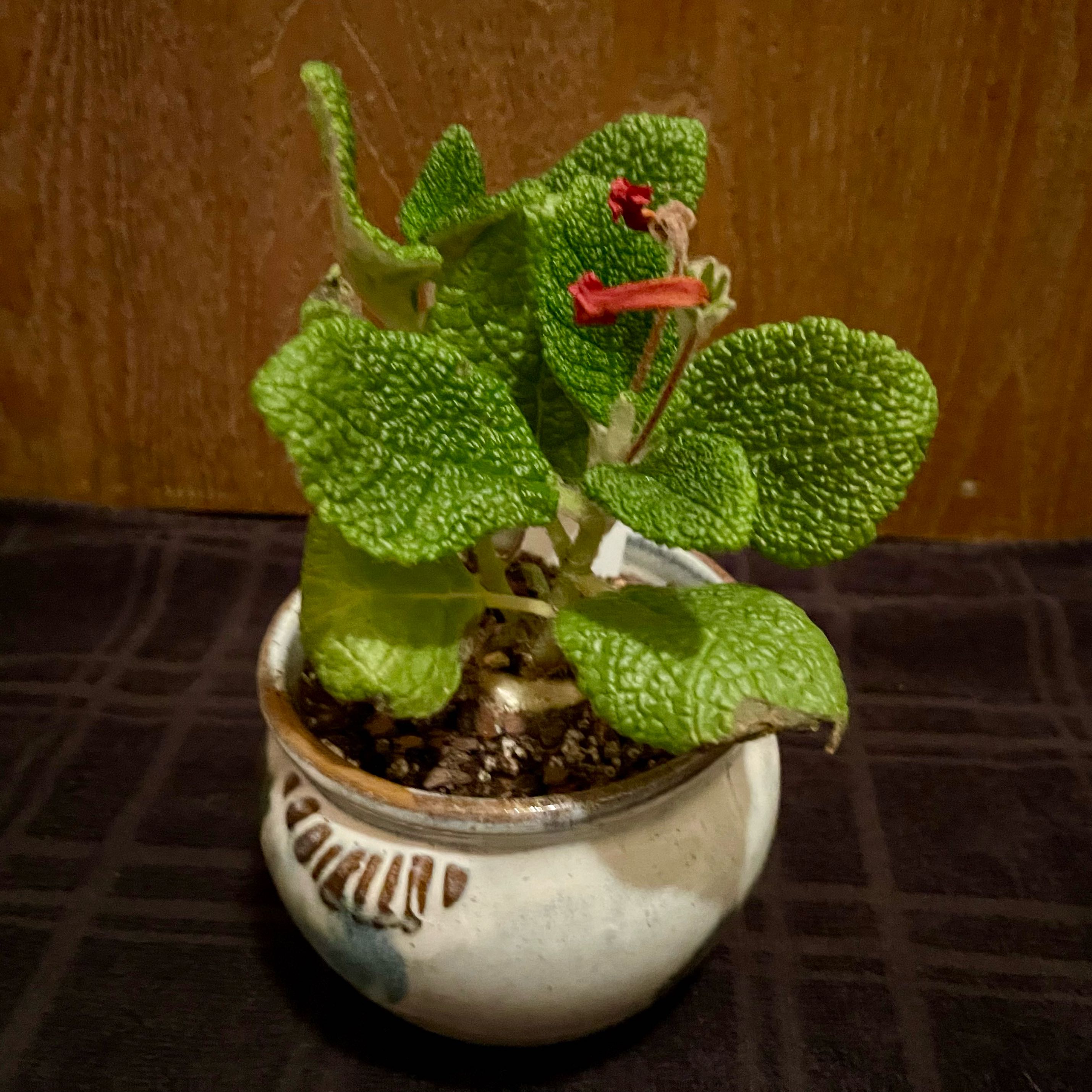 Photo of the plant species Sinningia bullata by @riverzend named ninnis on Greg, the plant care app