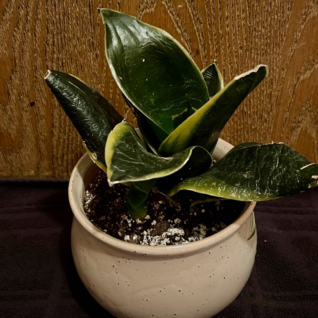 Photo of the plant species Gilt Edge Snake Plant by @riverzend named egde on Greg, the plant care app
