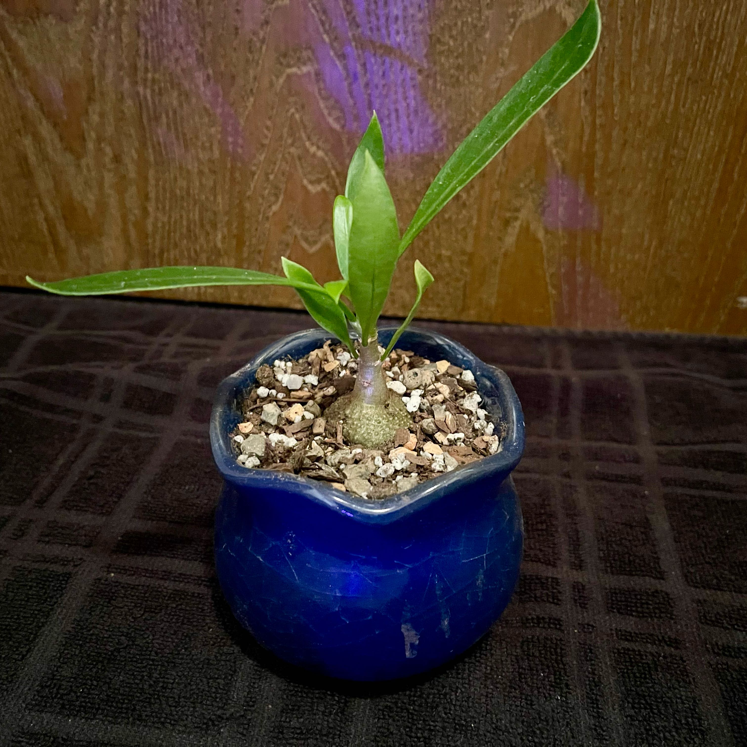 Photo of the plant species ant plant by @riverzend named becky on Greg, the plant care app