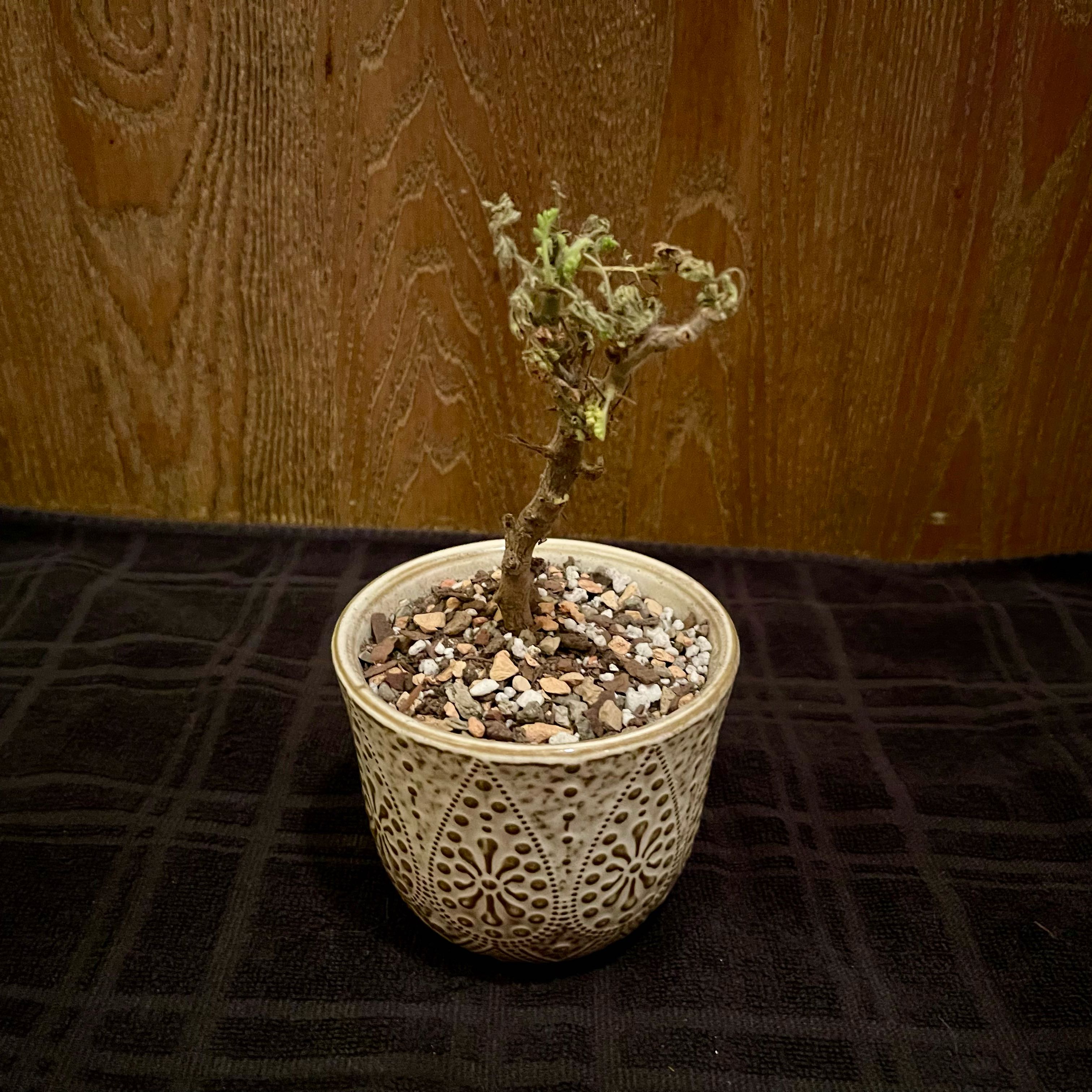 Photo of the plant species Pelargonium alternans by @riverzend named terna on Greg, the plant care app