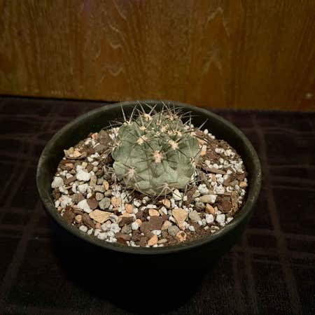 Photo of the plant species Echinopsis formosa by @riverzend named a. glaucum on Greg, the plant care app