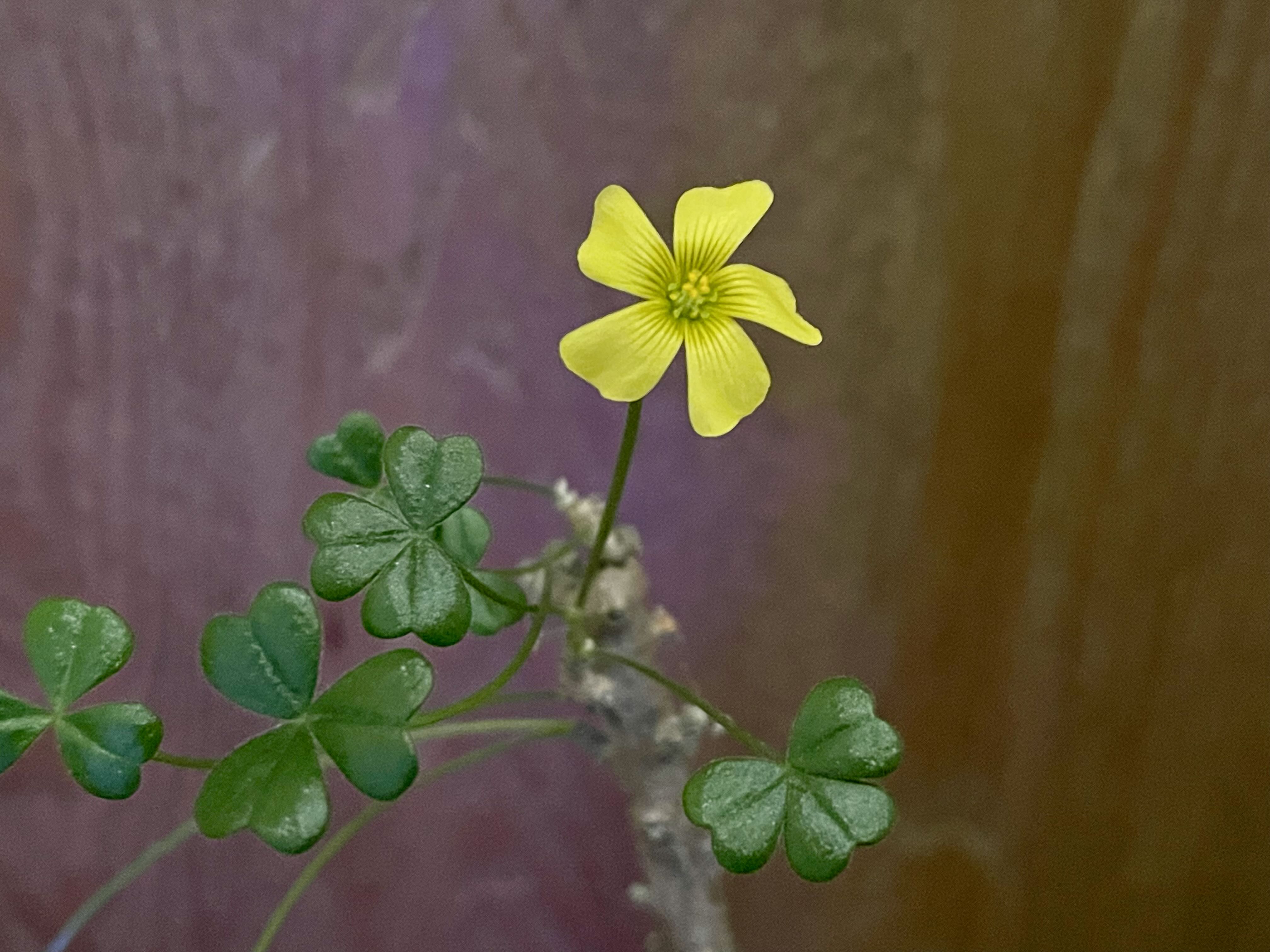 Photo of the plant species Giant Oxalis by @riverzend named churco on Greg, the plant care app