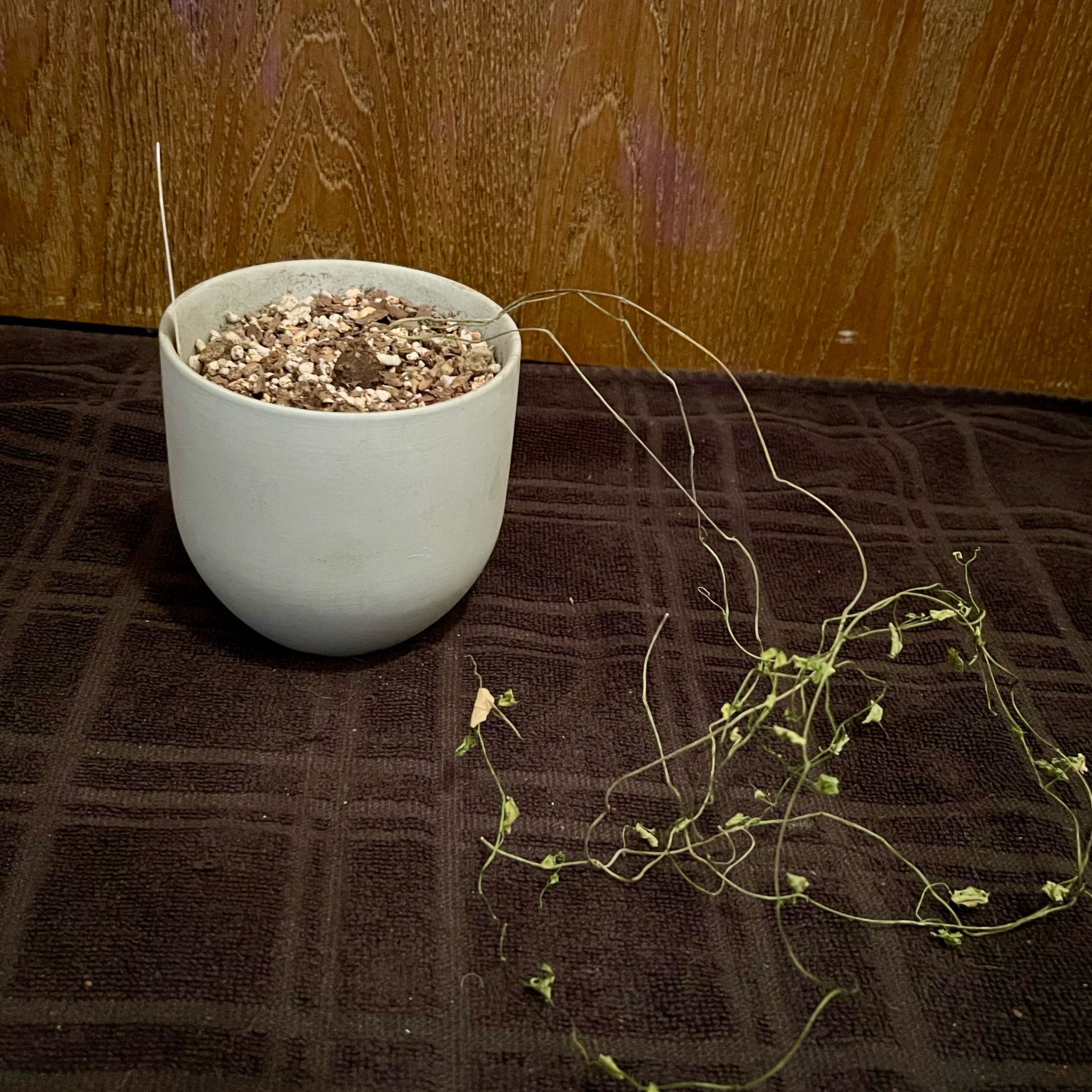 Plant care for Kegen Bean on Greg, the plant care app