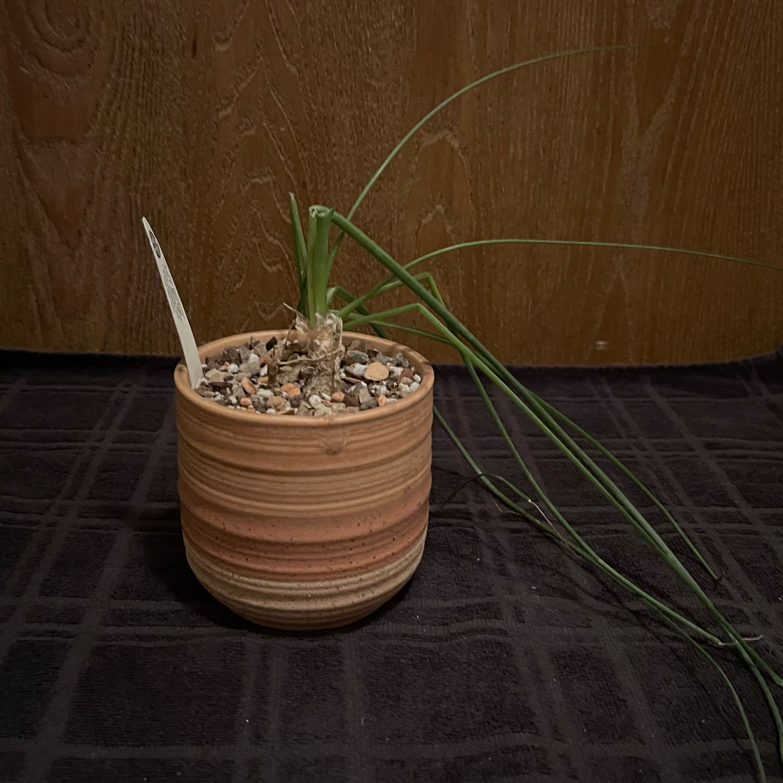 Photo of the plant species Albuca crinifolia by @riverzend named a. fastigiata on Greg, the plant care app