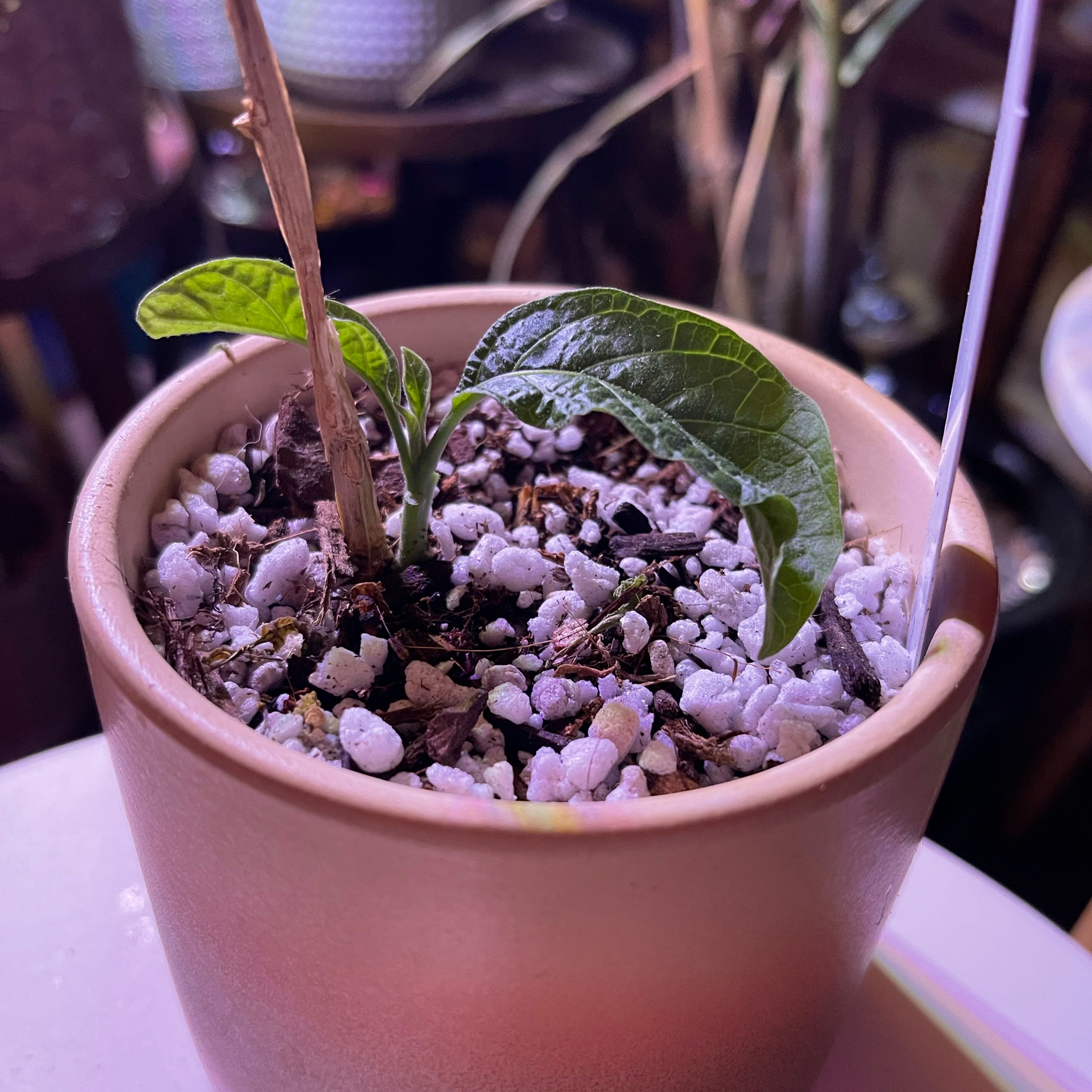 Photo of the plant species Brazilian Nightshade by @riverzend named sola on Greg, the plant care app