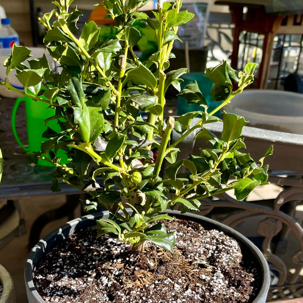 Photo of the plant species Singapore Holly by @riverzend named nga on Greg, the plant care app