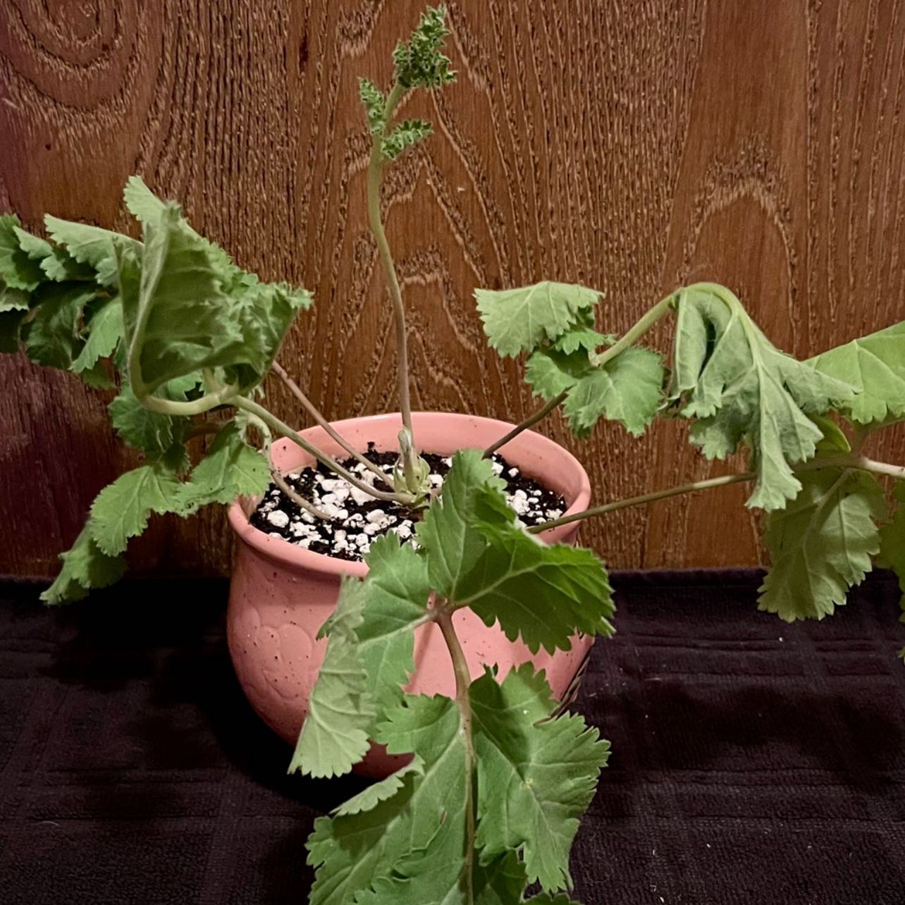 Photo of the plant species Black Flowered Geranium by @riverzend named eran on Greg, the plant care app