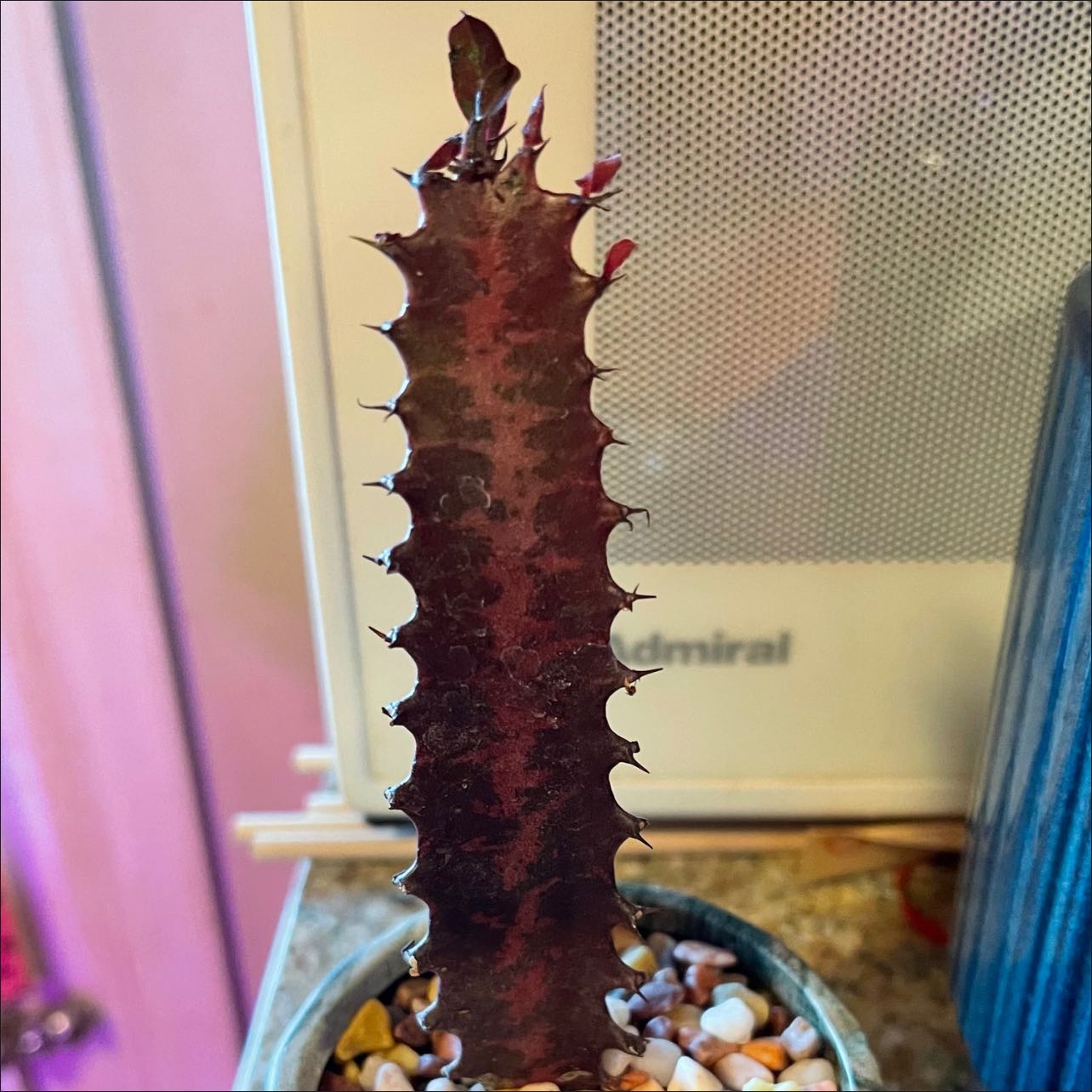 Royal Red African Milk Tree with dark red spiny stem in a small pot with visible soil and pebbles.