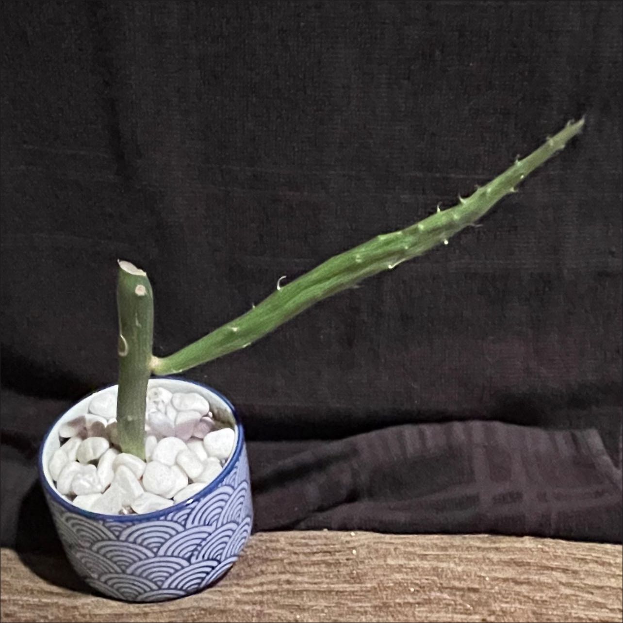 Photo of the plant species Inch Worm by @riverzend named wurm on Greg, the plant care app
