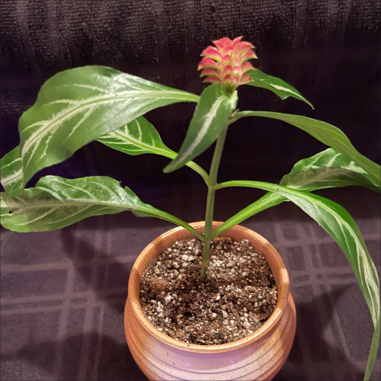 Photo of the plant species Rose Pine Cone Plant by @riverzend named tulip on Greg, the plant care app
