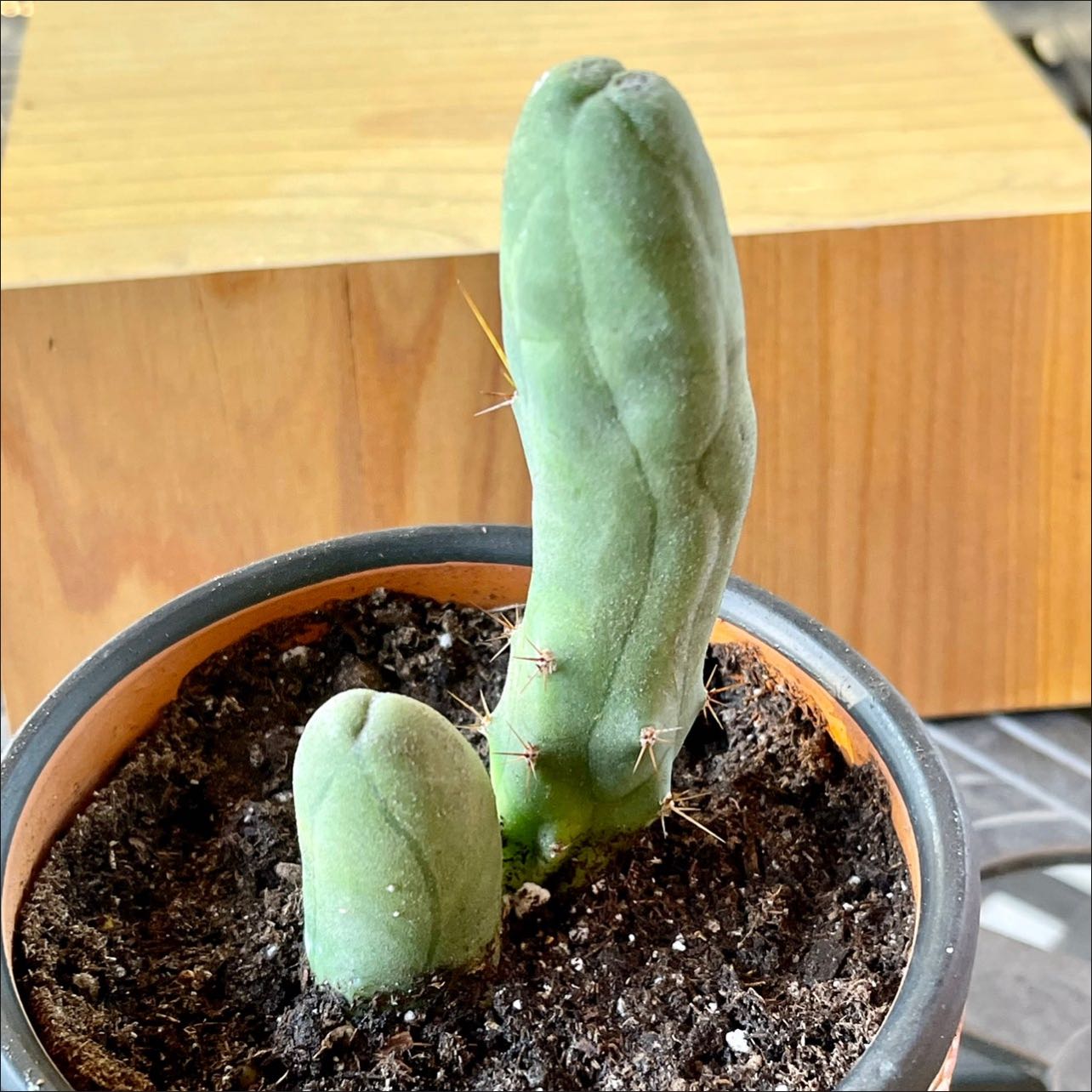 Photo of the plant species Penis Cactus by @riverzend named johnson on Greg, the plant care app