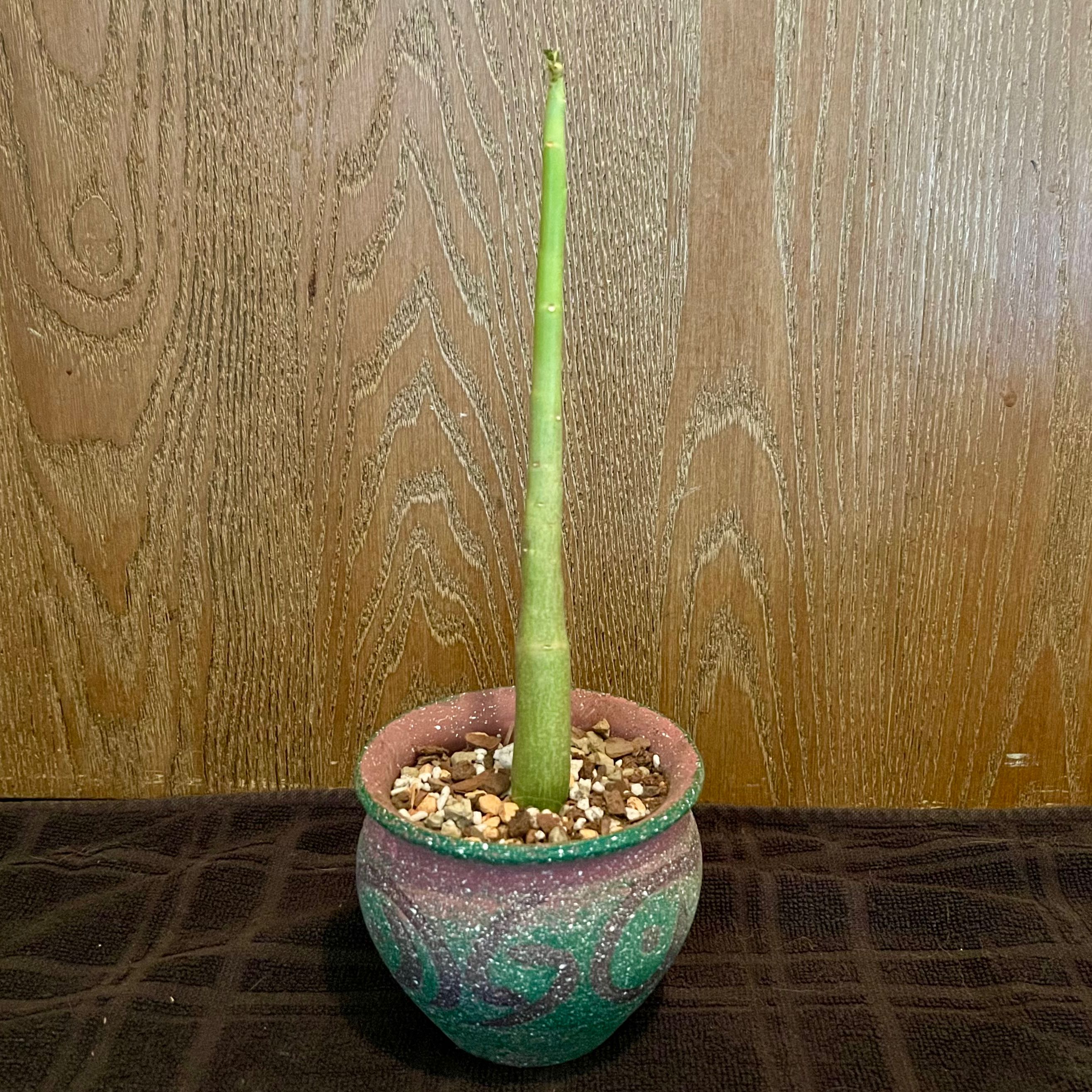 Photo of the plant species Adenia venenata by @riverzend named tanen on Greg, the plant care app