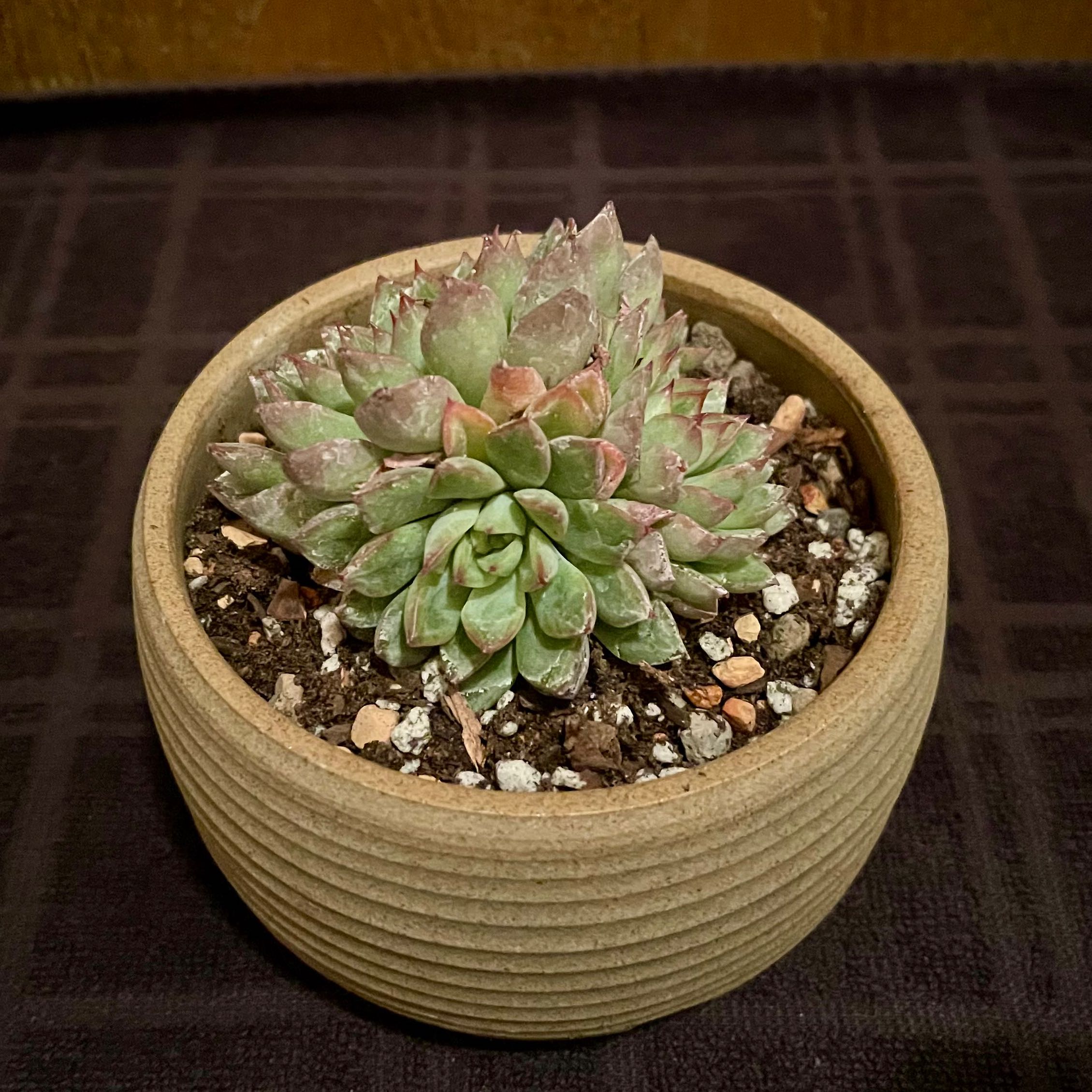 Photo of the plant species Echeveria mebina by @riverzend named bemmy on Greg, the plant care app