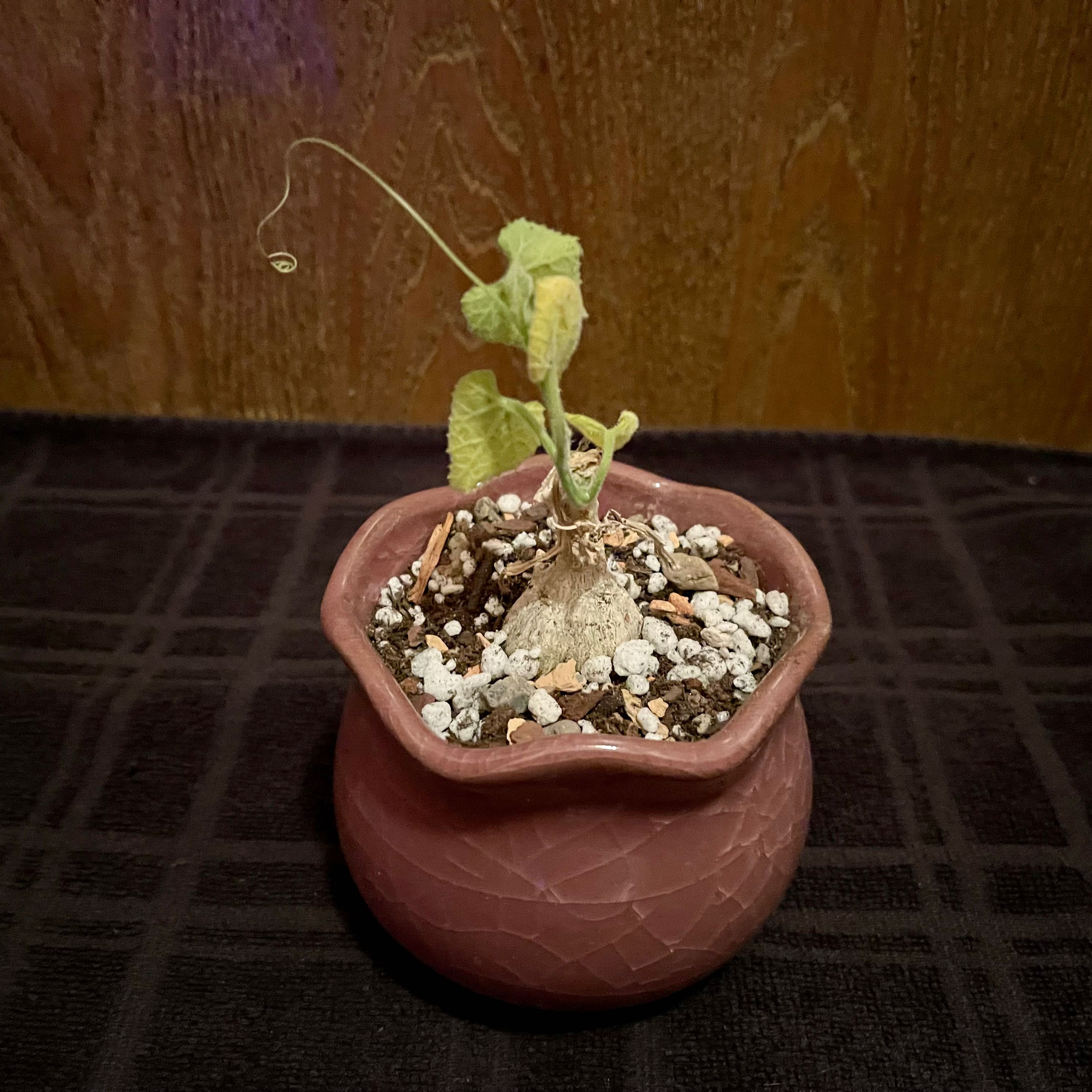 Photo of the plant species Spindle Cucumber by @riverzend named loja on Greg, the plant care app