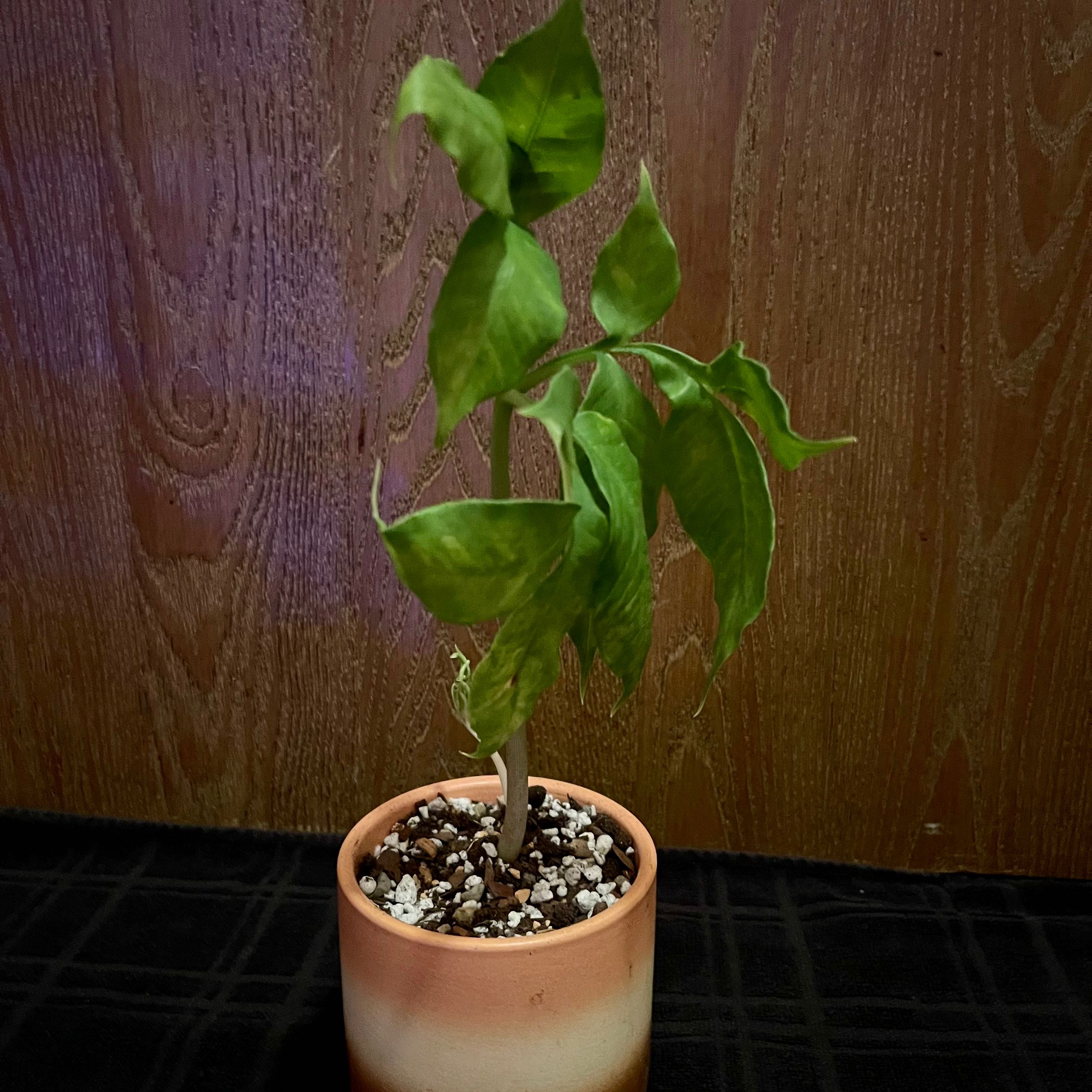 Photo of the plant species Giraffe's Knees by @riverzend named hné on Greg, the plant care app