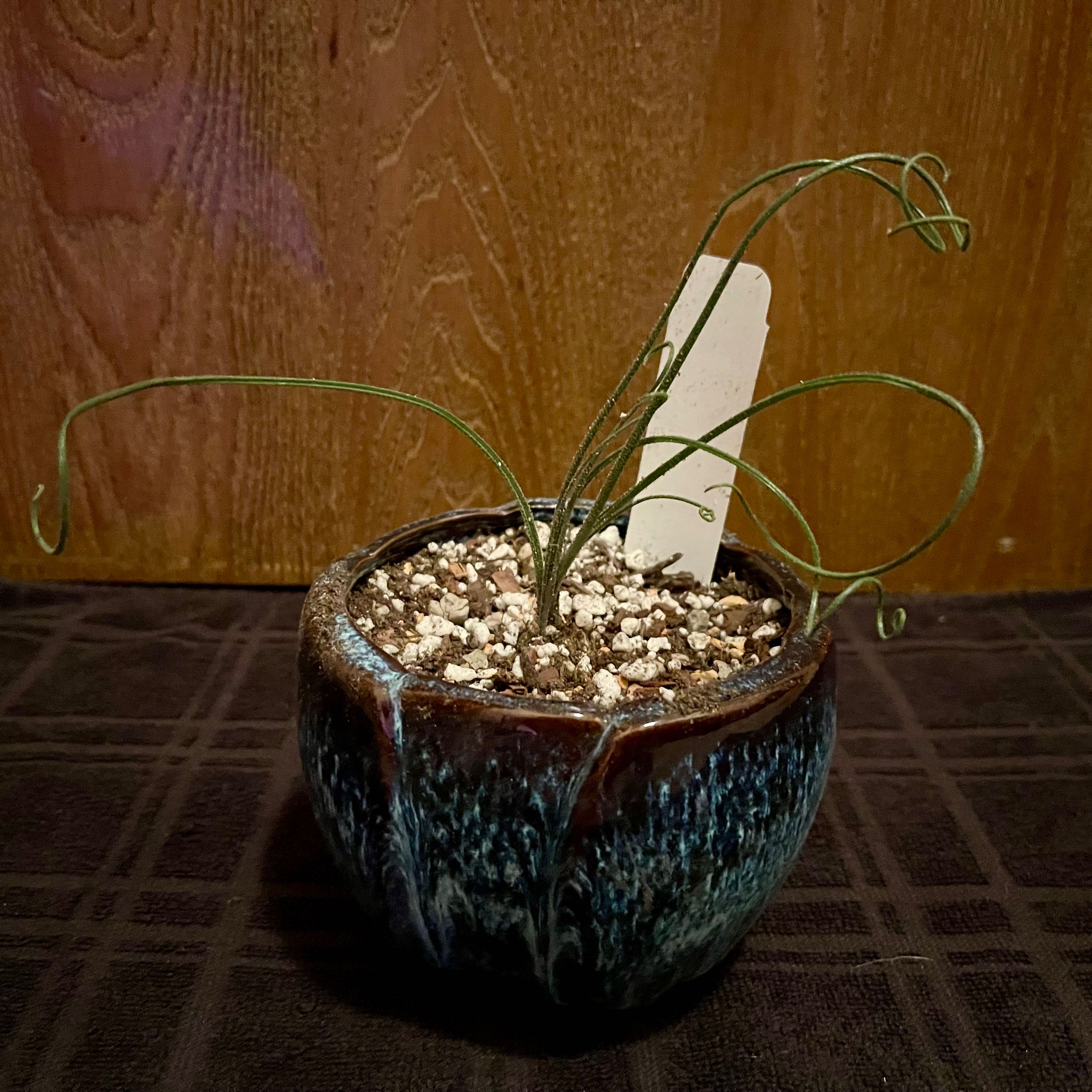 Photo of the plant species Spiral Grass by @riverzend named spíral on Greg, the plant care app