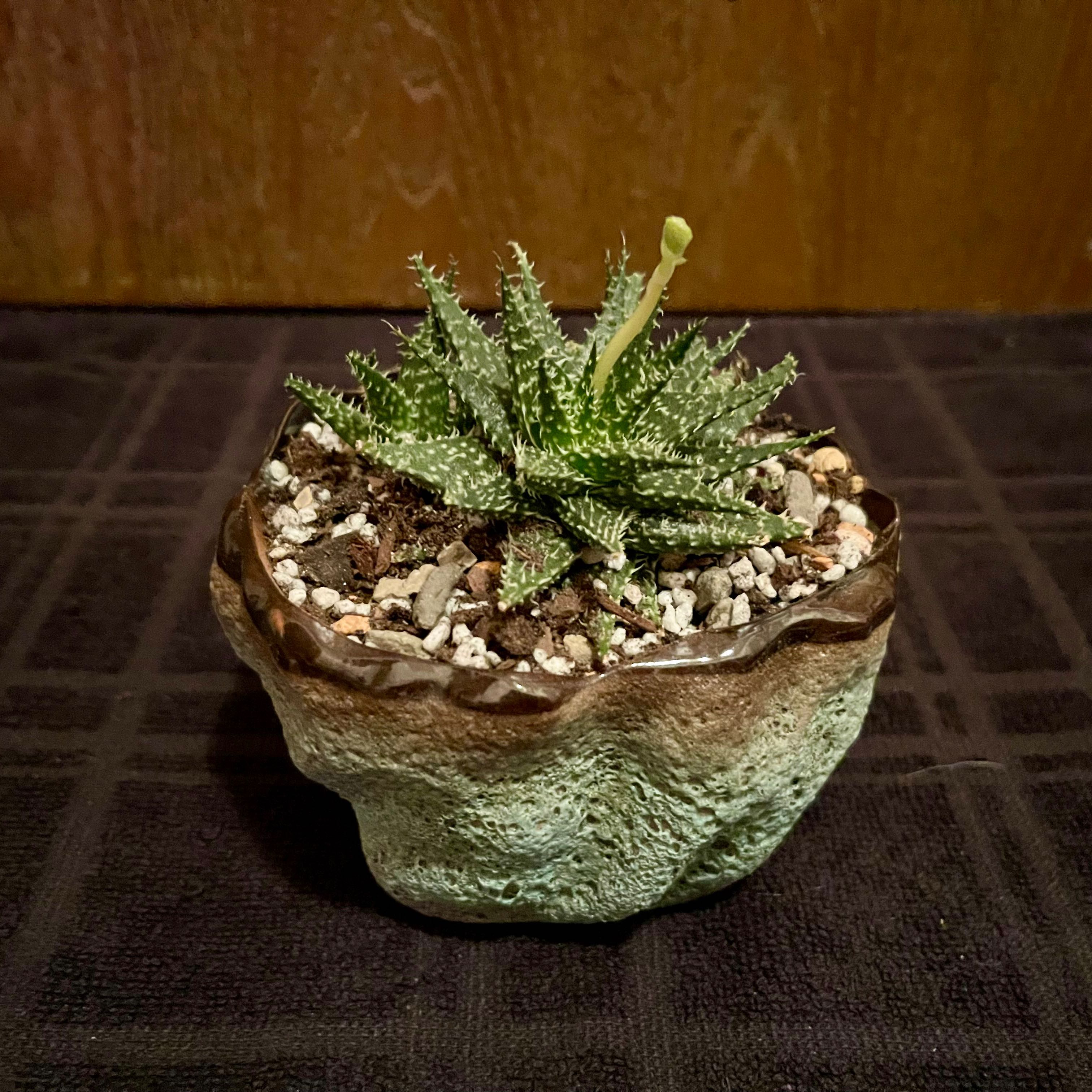 Photo of the plant species Aloe 'Pepe' by @riverzend named pepito on Greg, the plant care app