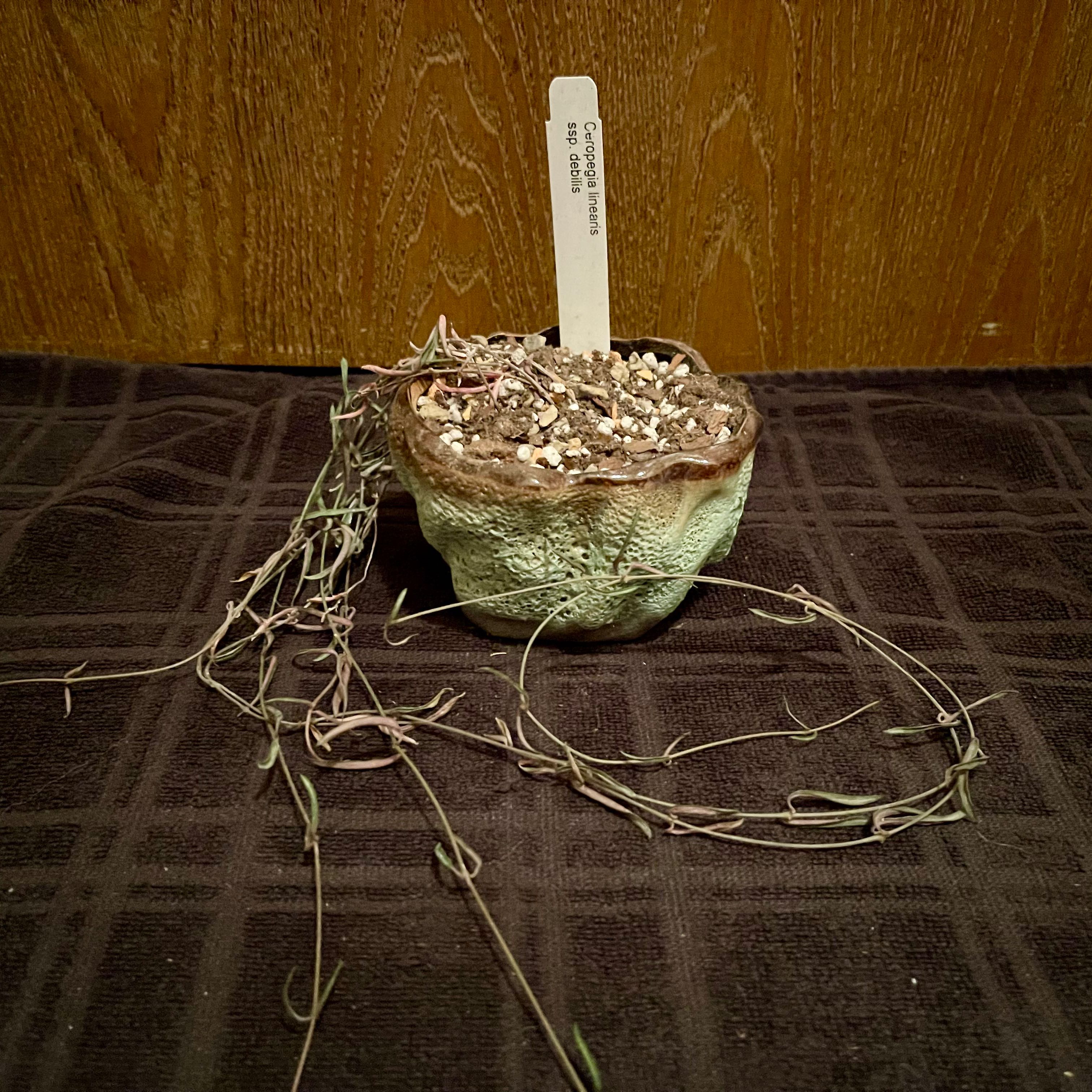Photo of the plant species Rosary Vine by @riverzend named rósakrans on Greg, the plant care app