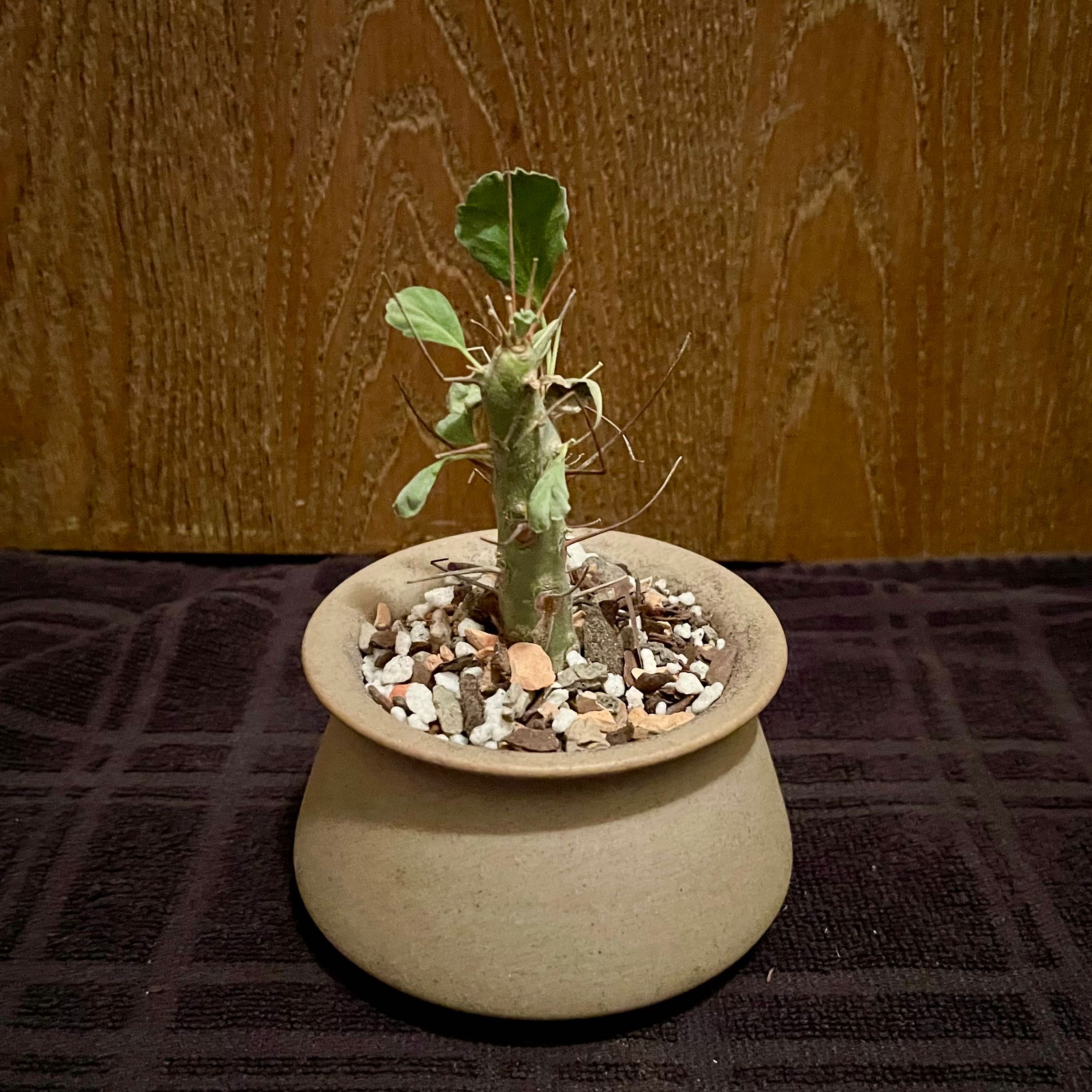 Photo of the plant species Yellow Bushman's Candle by @riverzend named grover on Greg, the plant care app