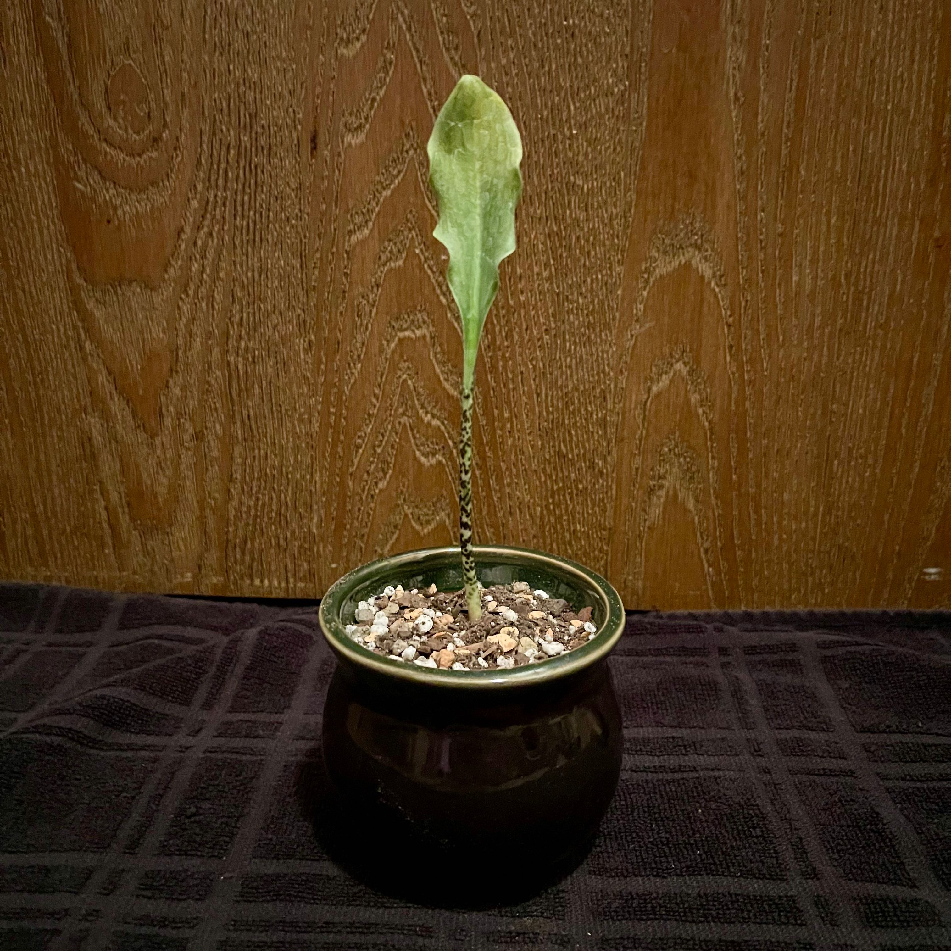Photo of the plant species Blood Lily by @riverzend named blóði on Greg, the plant care app