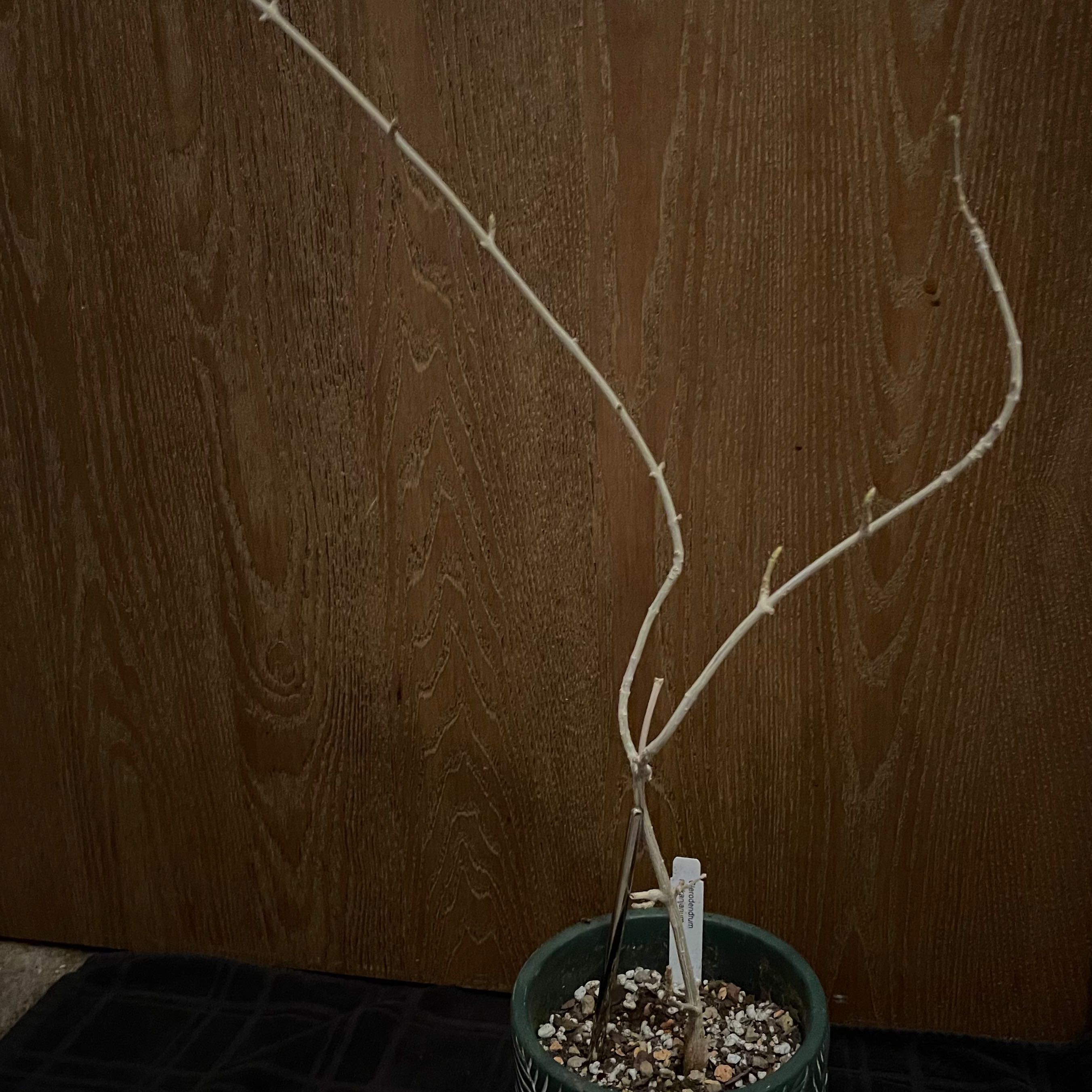 Photo of the plant species Smooth-leaved Cats-whiskers by @riverzend named hárhönd on Greg, the plant care app