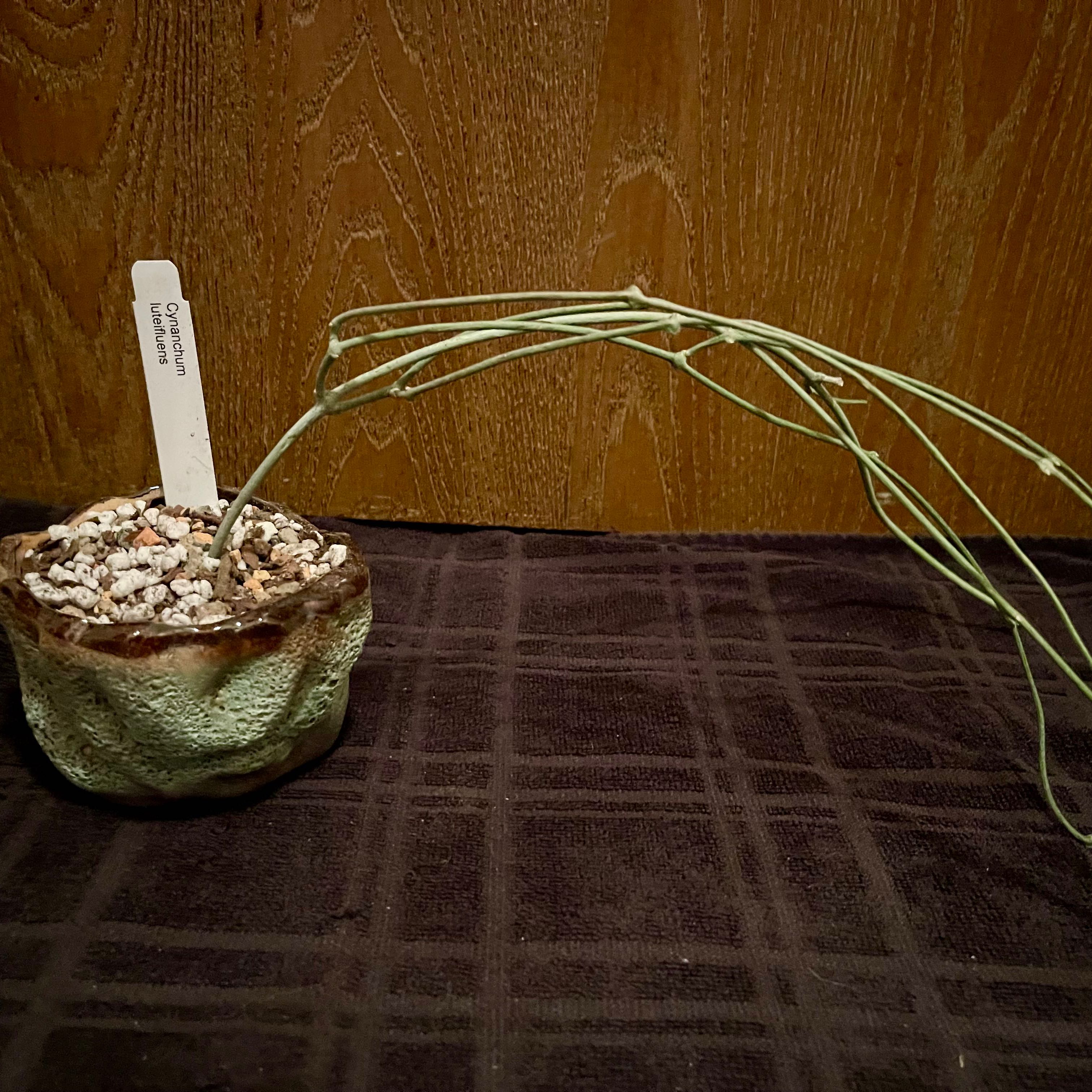 Photo of the plant species Madagascar Caustic Vine by @riverzend named ætandi on Greg, the plant care app