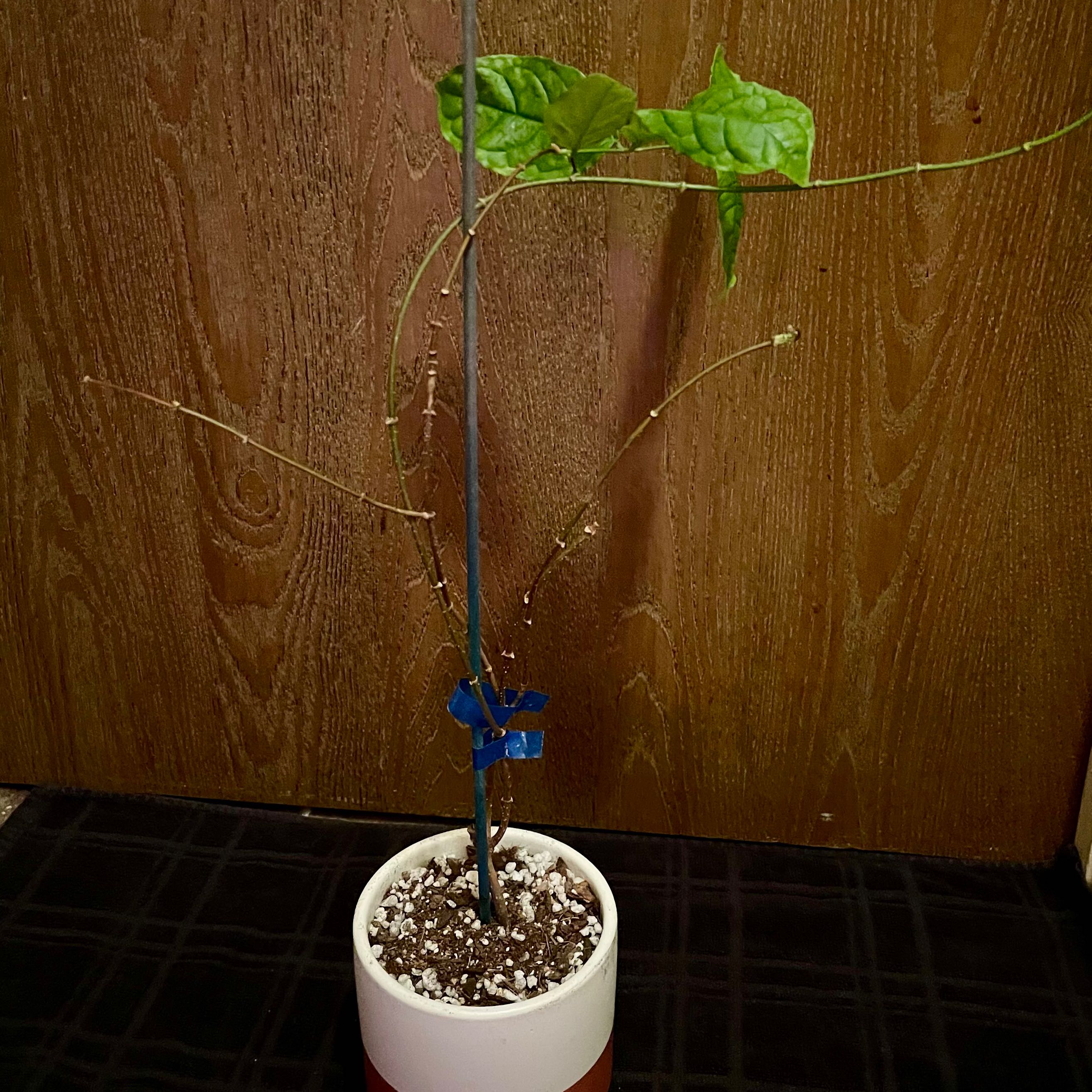 Photo of the plant species Queen of Sheba Vine by @riverzend named drottning on Greg, the plant care app