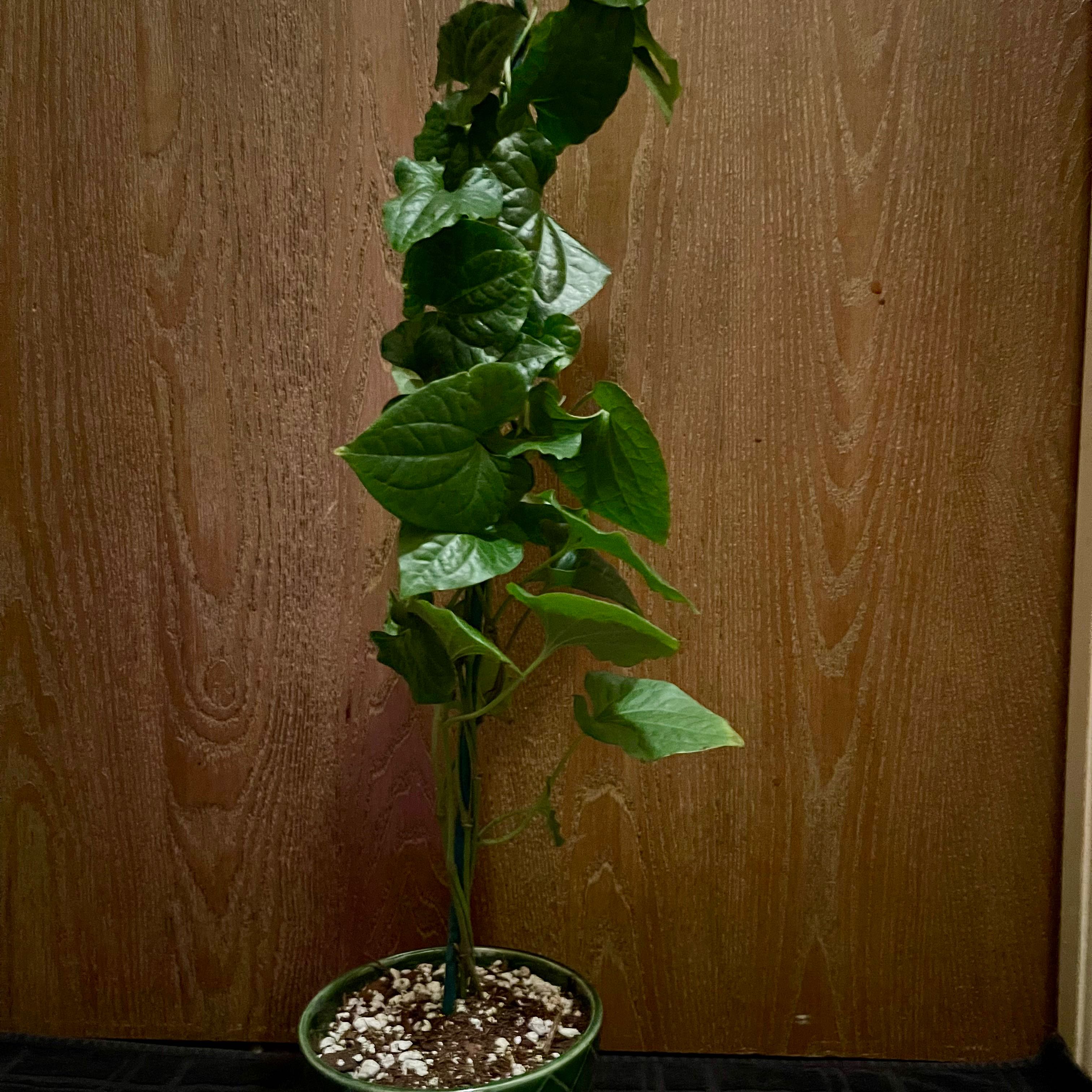 Photo of the plant species Long pepper by @riverzend named langt on Greg, the plant care app