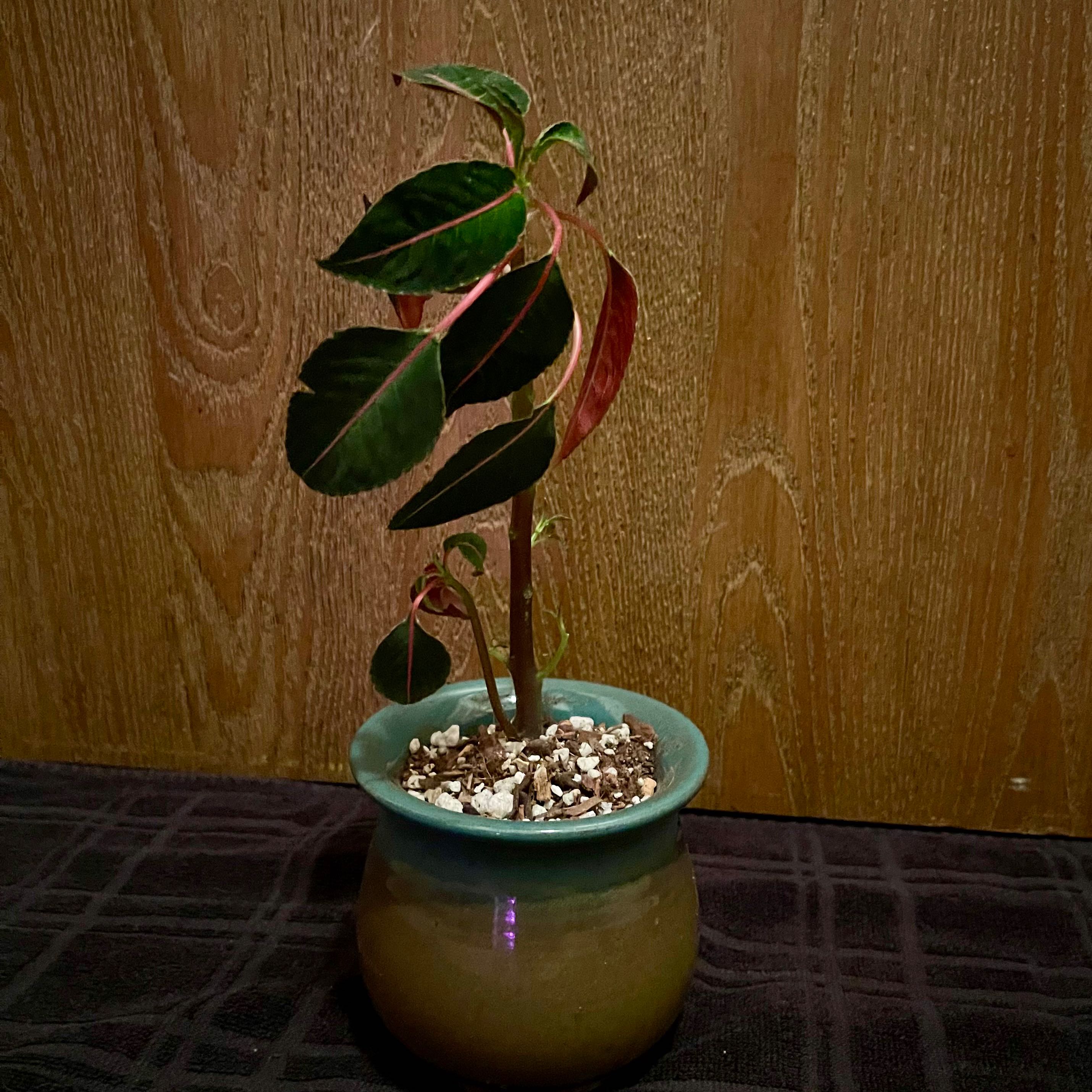 Photo of the plant species 'Velvet Love' Impatiens by @riverzend named ást on Greg, the plant care app