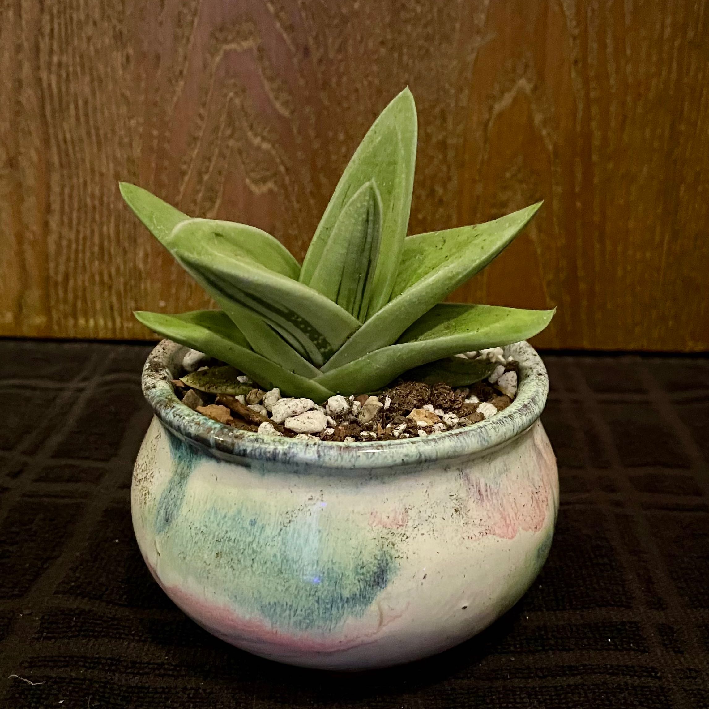Photo of the plant species Green Ice Gasteraloe by @riverzend named grænn ís on Greg, the plant care app