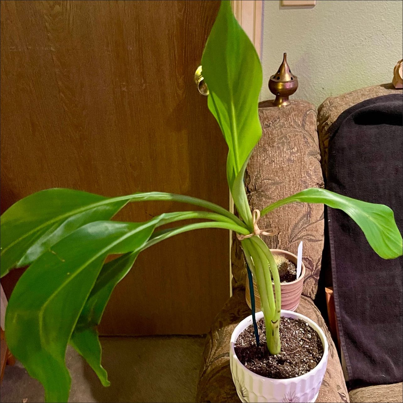 Photo of the plant species Golden Lotus Banana by @riverzend named gullna on Greg, the plant care app