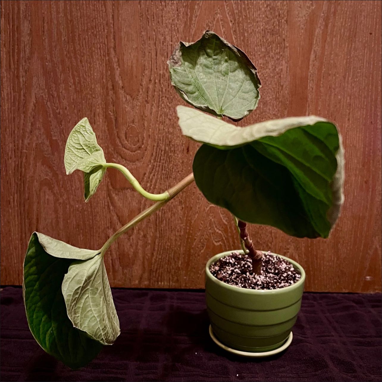 Photo of the plant species Kava by @riverzend named vak on Greg, the plant care app