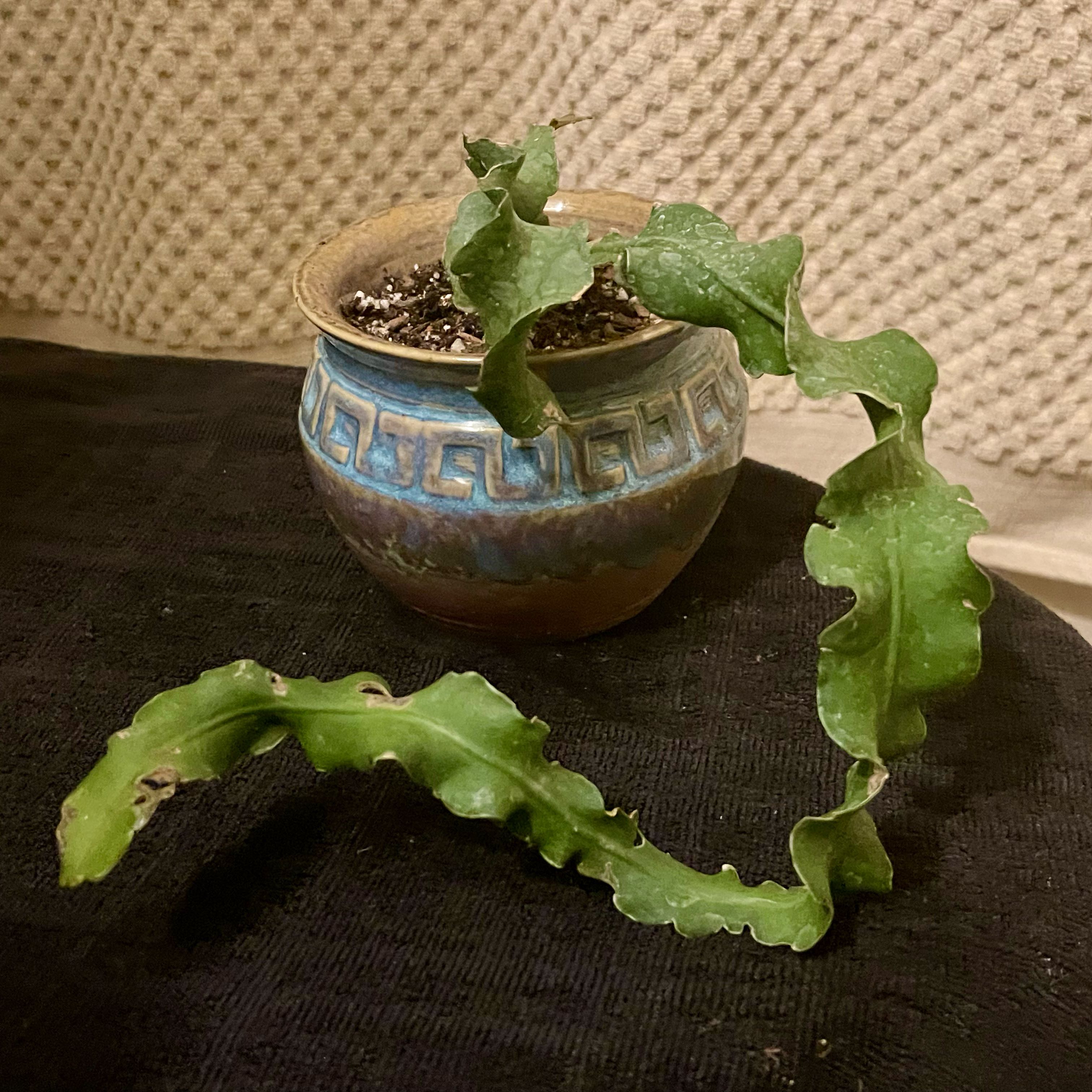 Curly Locks Orchid Cactus in a decorative pot with visible soil and minor leaf curling.